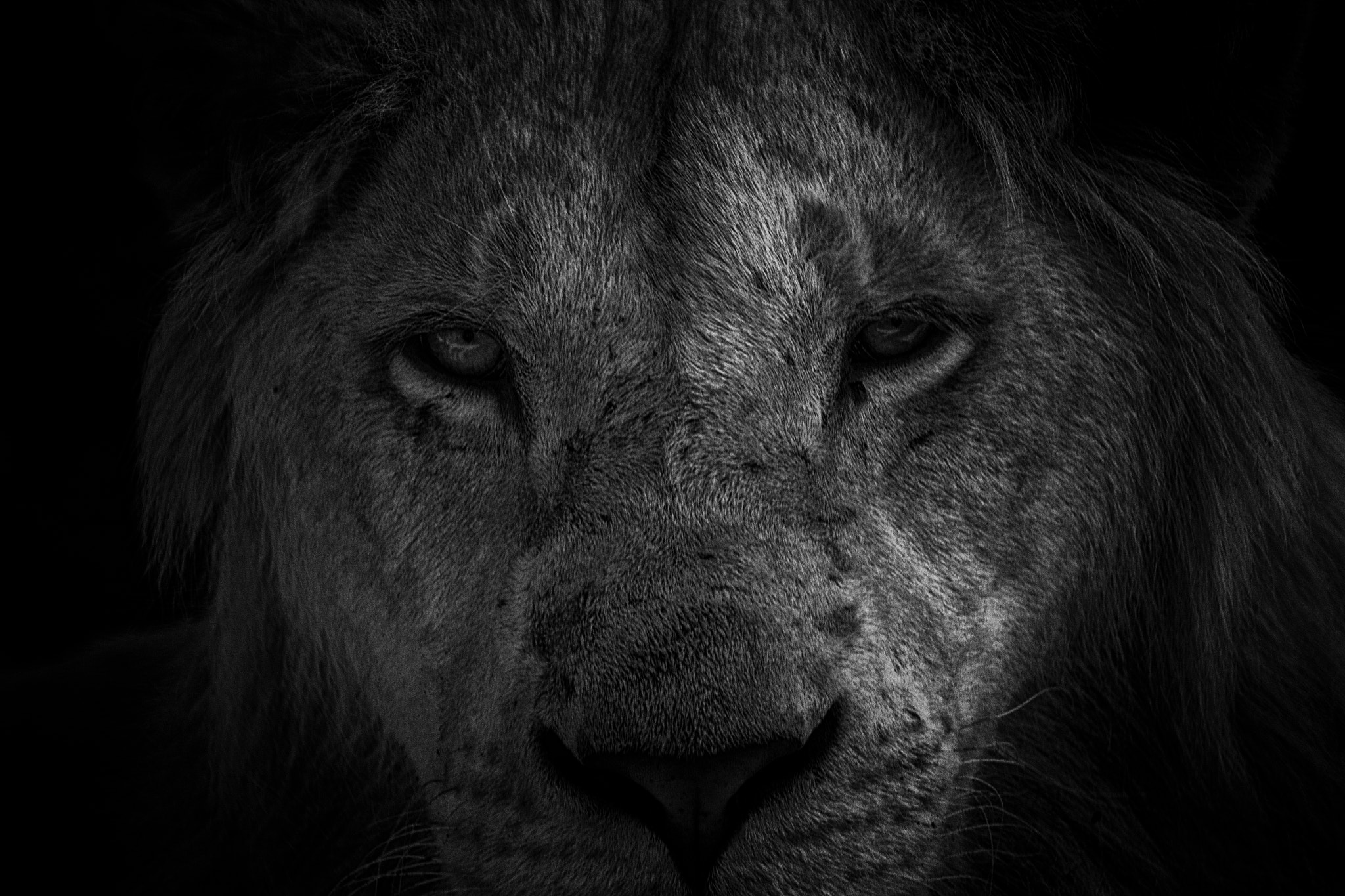 Sigma 150-600mm F5-6.3 DG OS HSM | C sample photo. Mirada photography