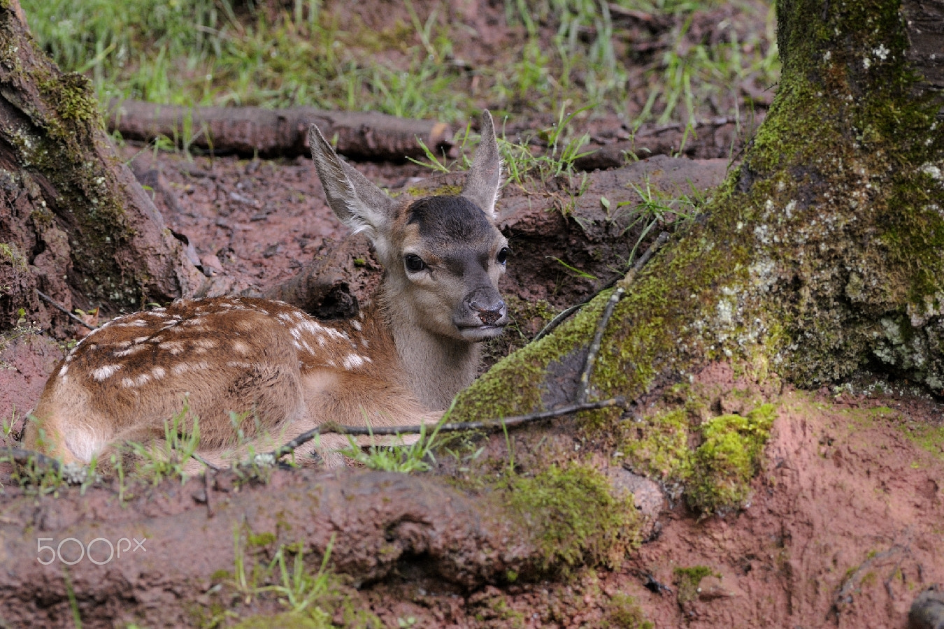 Nikon AF-S Nikkor 200-400mm F4G ED-IF VR sample photo. The next "king" of the forest photography