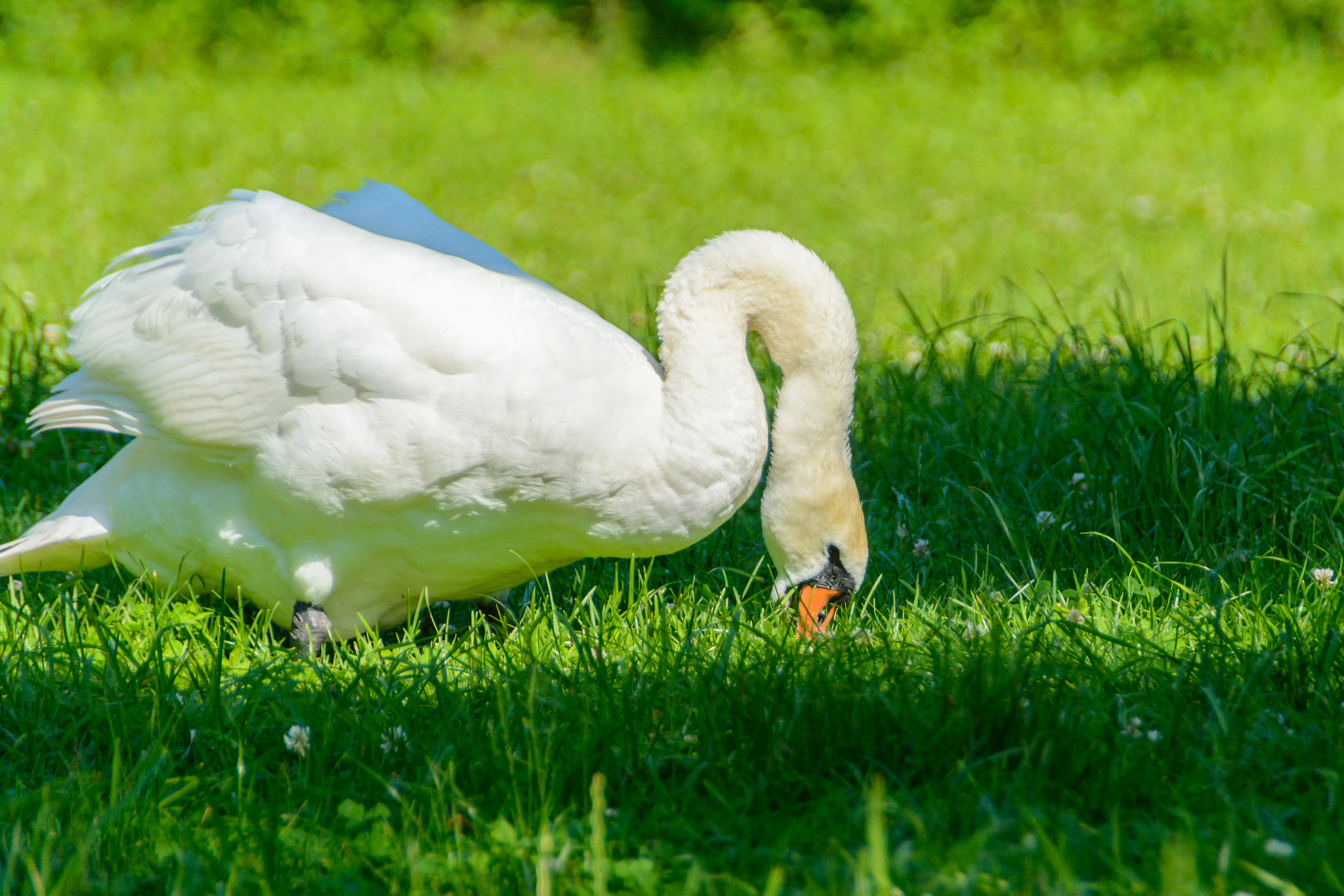 Nikon D5200 + Sigma 18-250mm F3.5-6.3 DC OS HSM sample photo. Schwan auf der wiese am grasen photography