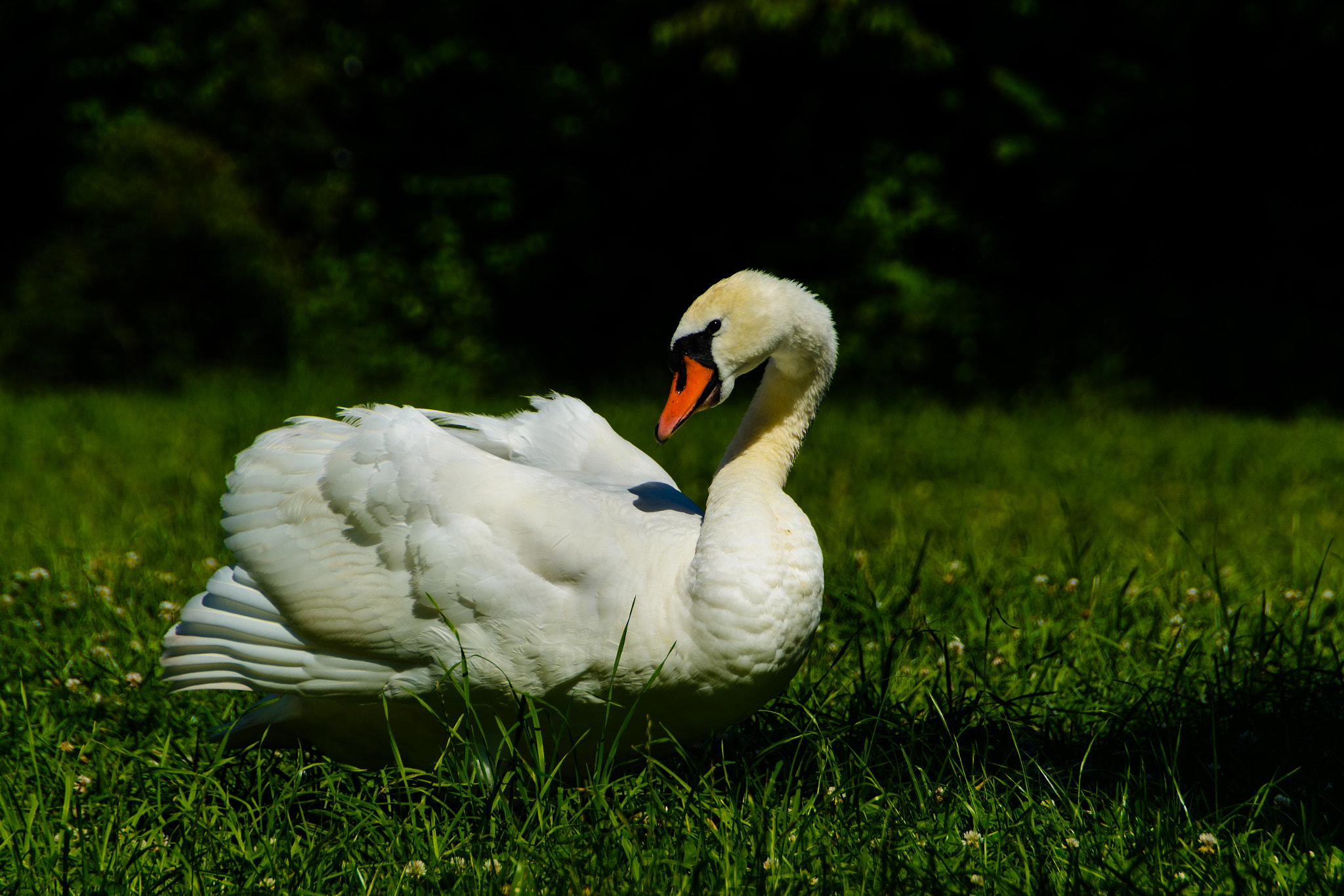 Nikon D5200 + Sigma 18-250mm F3.5-6.3 DC OS HSM sample photo. Schwan auf der wiese am chillen photography