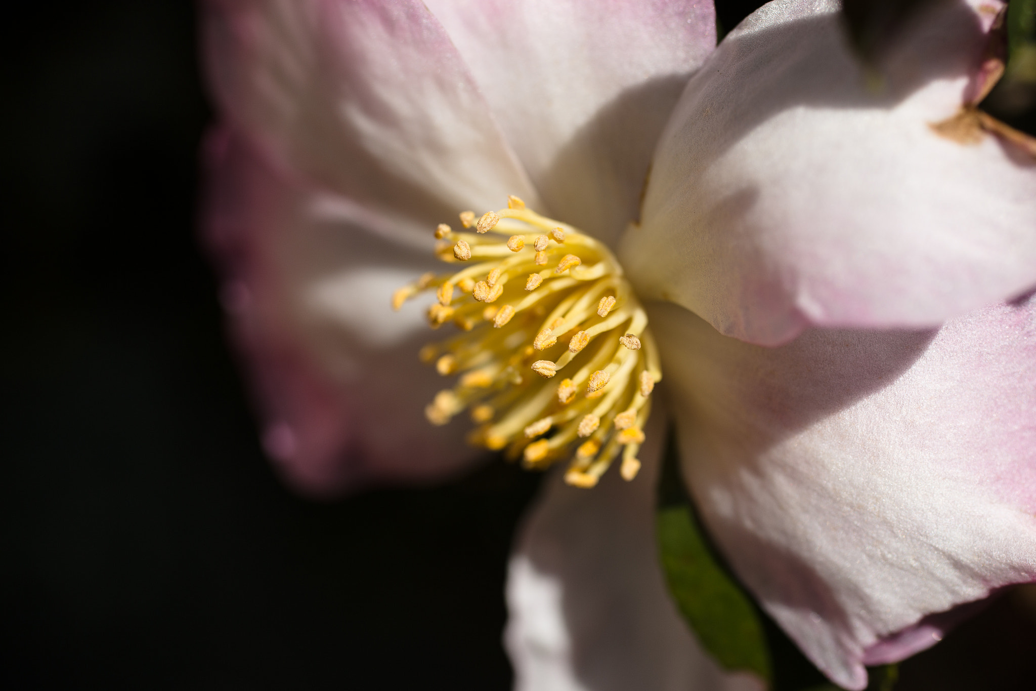 Canon EOS 6D + Canon EF 50mm F2.5 Macro sample photo. The camellia photography