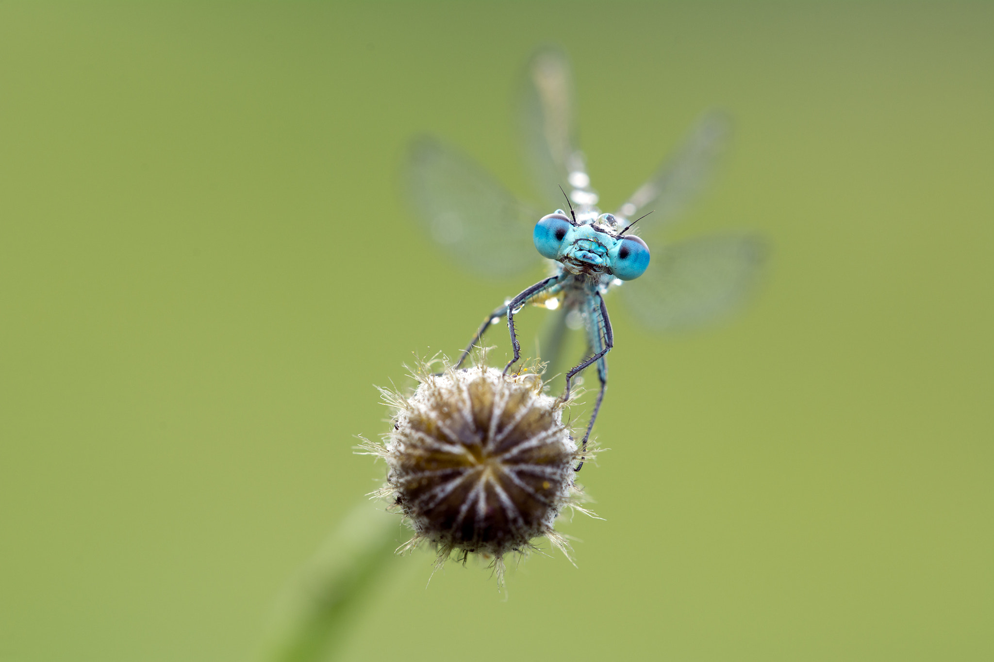 Sigma 150mm F2.8 EX DG OS Macro HSM sample photo