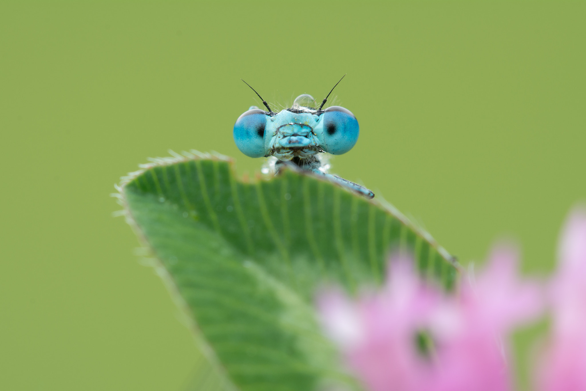 Sigma 150mm F2.8 EX DG OS Macro HSM sample photo