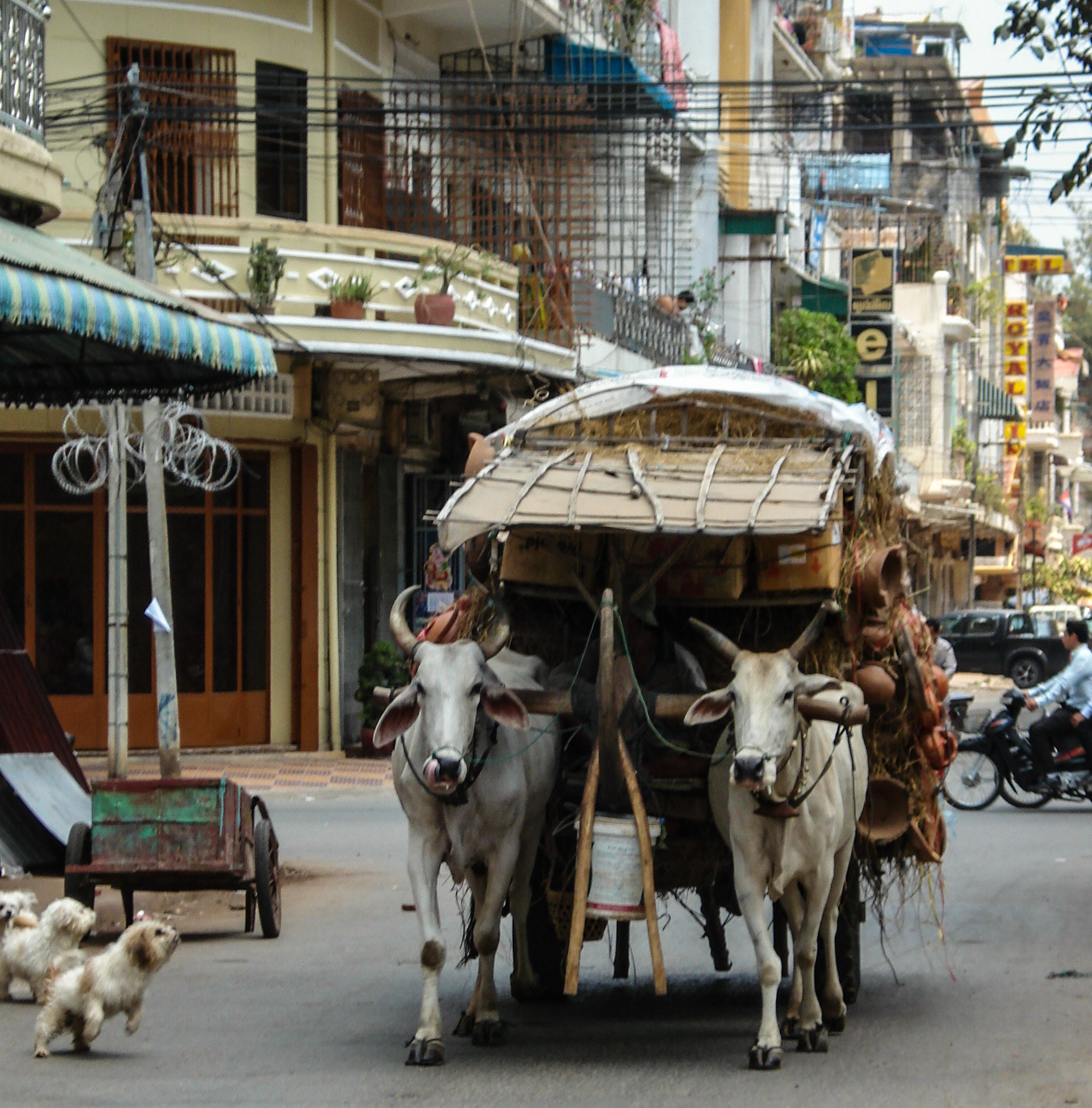 Sony DSC-W70 sample photo. Phnom penh ox cart photography
