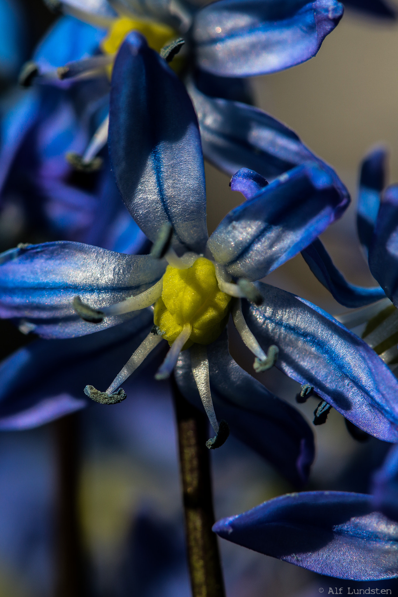 Canon EF 100mm F2.8 Macro USM sample photo. Siberian beauty photography
