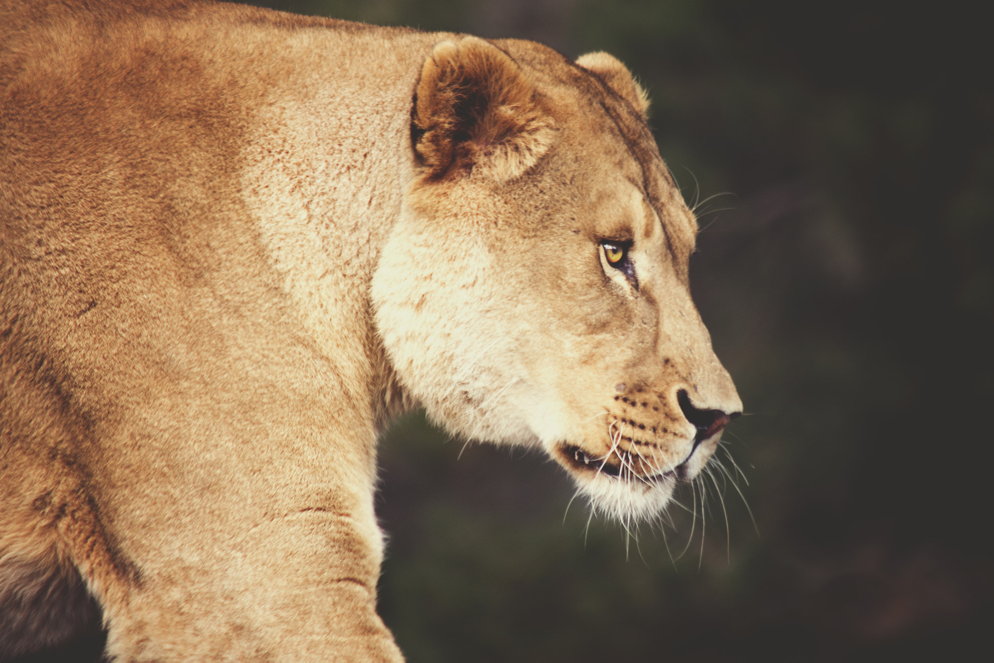 Canon EF 90-300mm F4.5-5.6 sample photo. Be bold photography
