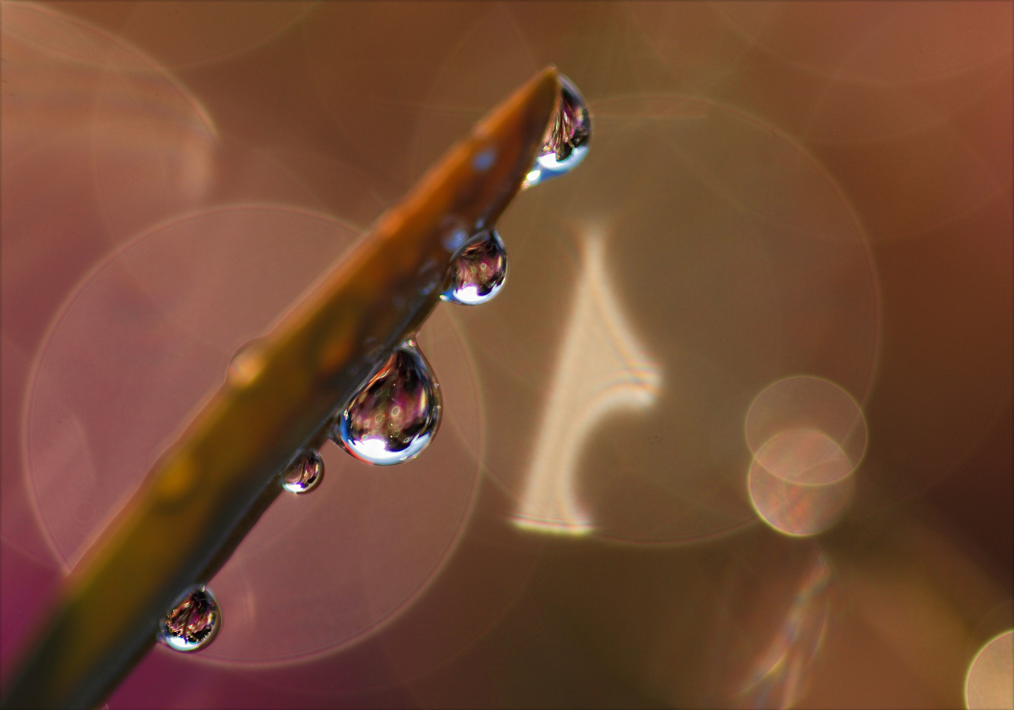 Nikon D80 + Sigma 105mm F2.8 EX DG Macro sample photo. Sorcerer's wand photography