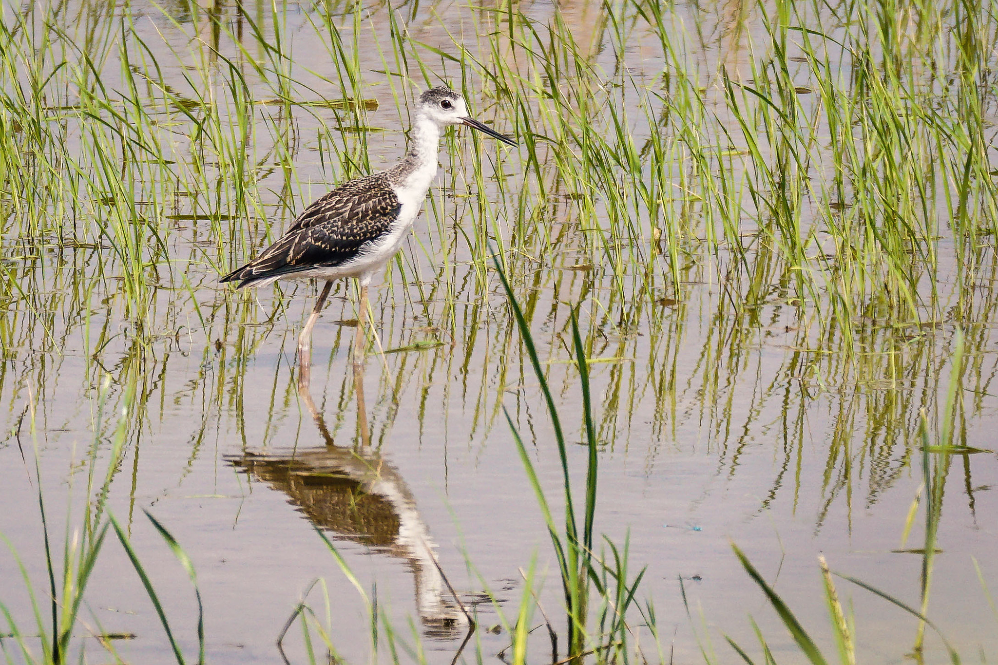 Sony 70-300mm F4.5-5.6 G SSM sample photo. Black-winged stilt (juvenile) photography