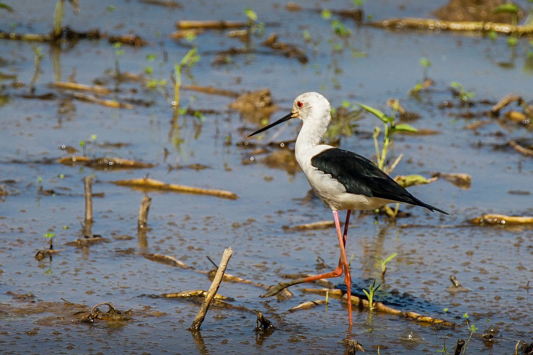Sony a7 II + Tamron SP 150-600mm F5-6.3 Di VC USD sample photo. Black-winged stilt photography