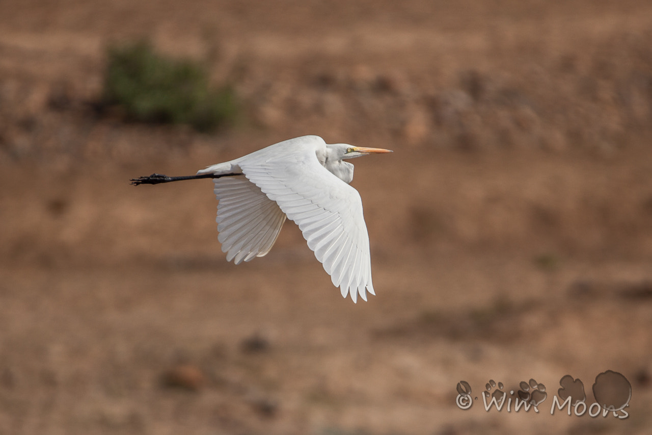 Tamron SP 150-600mm F5-6.3 Di VC USD sample photo. Egret photography