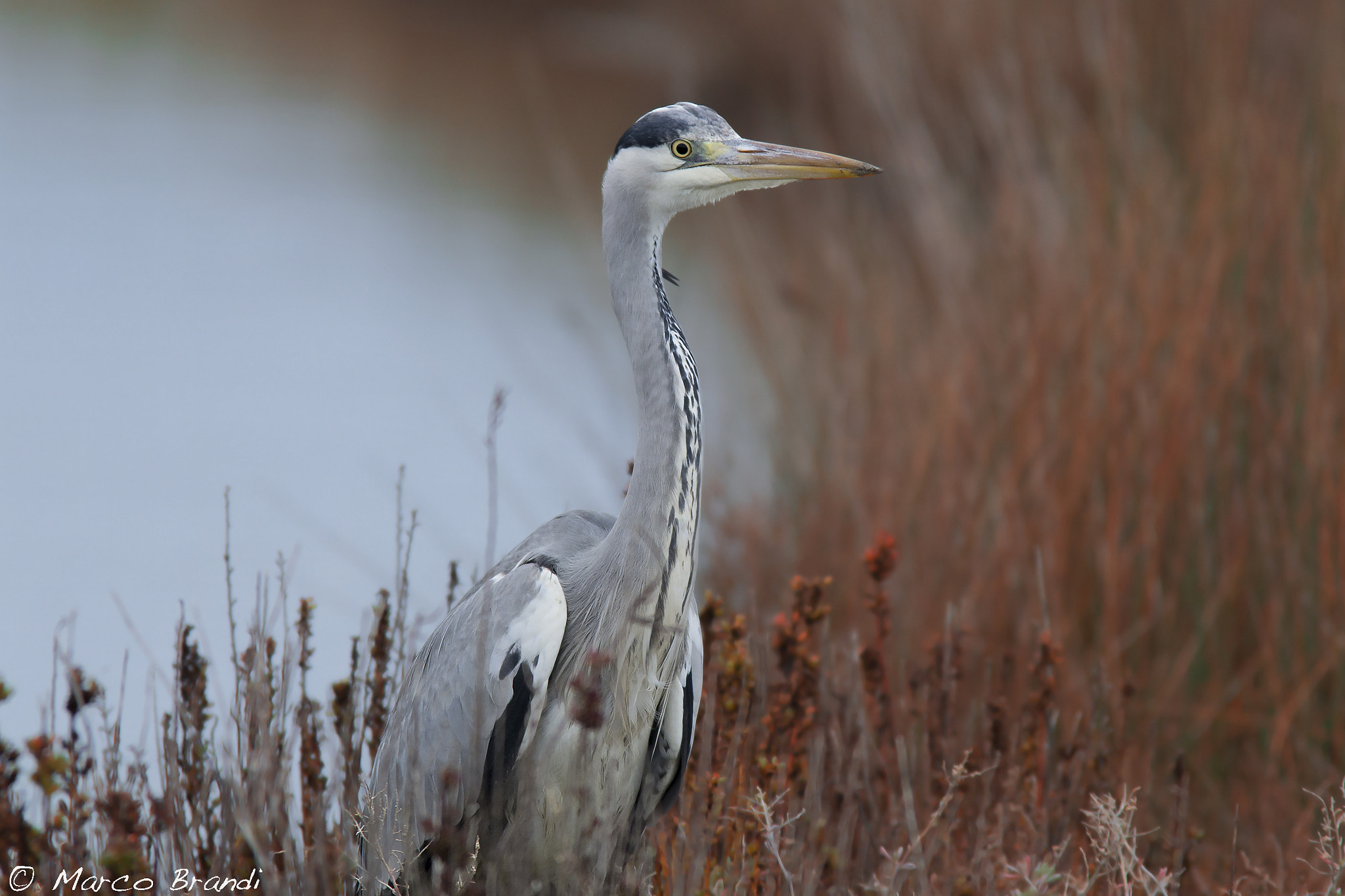 Sigma 150-500mm F5-6.3 DG OS HSM sample photo. Airone cenerino - grey heron photography