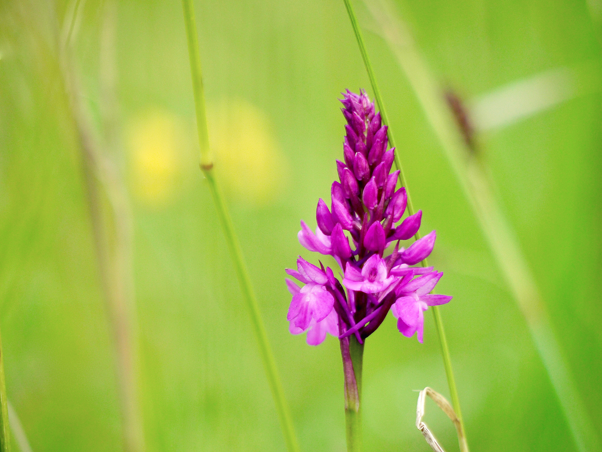 Panasonic Lumix DMC-G3 + Panasonic Lumix G Vario 45-200mm F4-5.6 OIS sample photo. Anacamptis pyramidalis photography