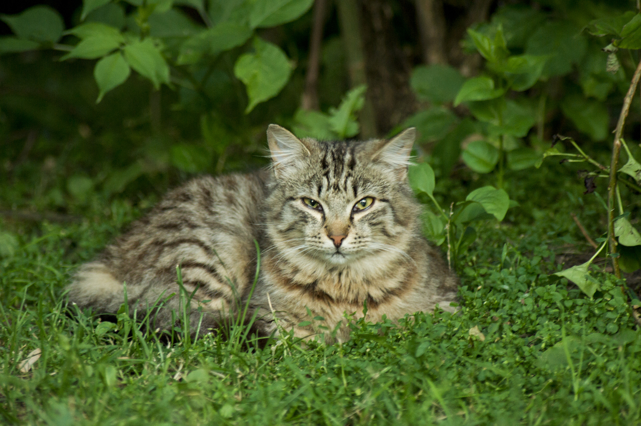 Sony Alpha DSLR-A450 + Sigma 70-300mm F4-5.6 DL Macro sample photo. Cat photography