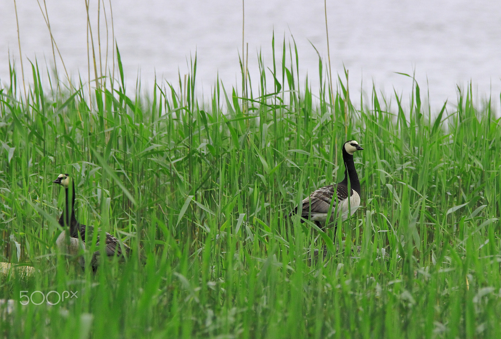 Sigma 150-600mm F5-6.3 DG OS HSM | C sample photo. Gooses on the bed of reeds photography