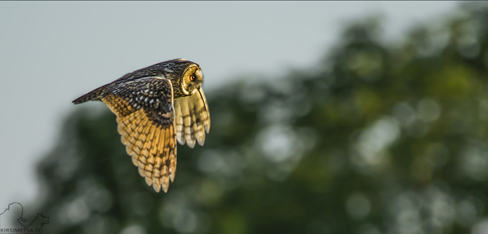 Sigma 150-500mm F5-6.3 DG OS HSM sample photo. Flight photography