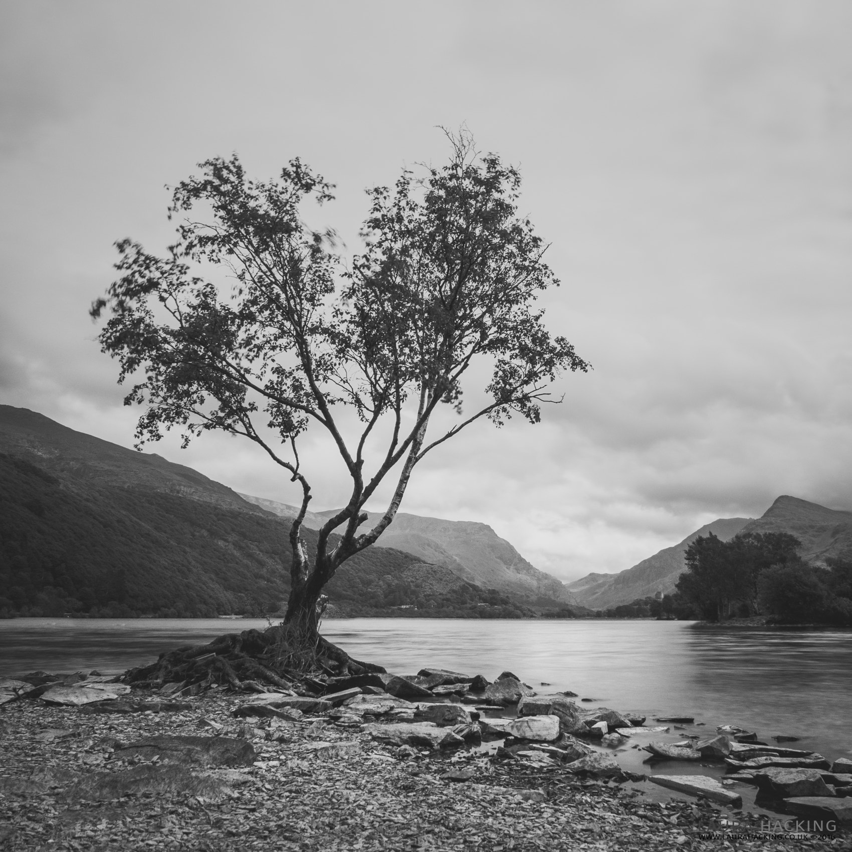 Canon EOS 100D (EOS Rebel SL1 / EOS Kiss X7) + Canon EF-S 10-18mm F4.5–5.6 IS STM sample photo. Llyn padarn tree photography