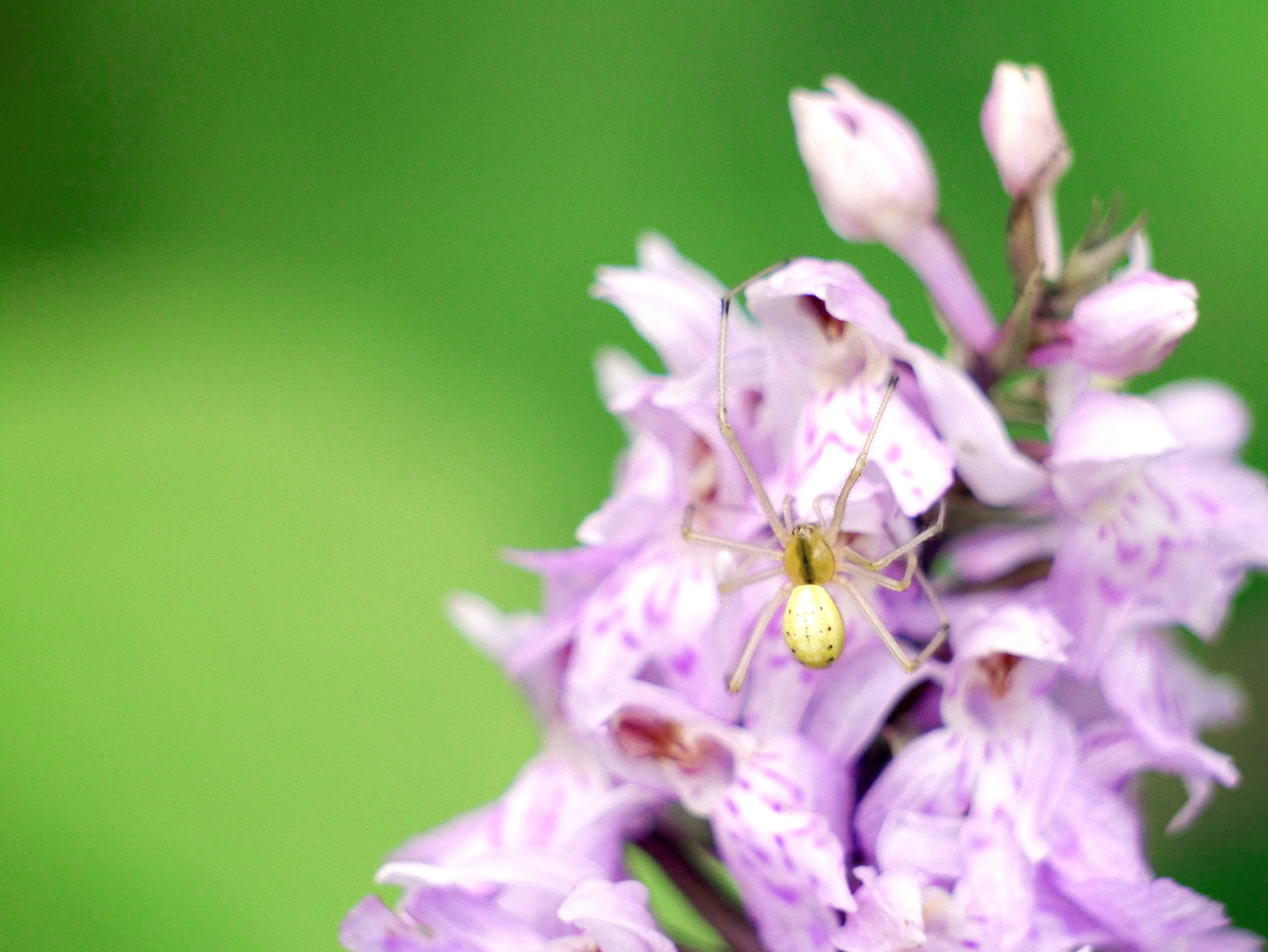 Panasonic Lumix G Vario 45-200mm F4-5.6 OIS sample photo. Tiny little photobomb photography