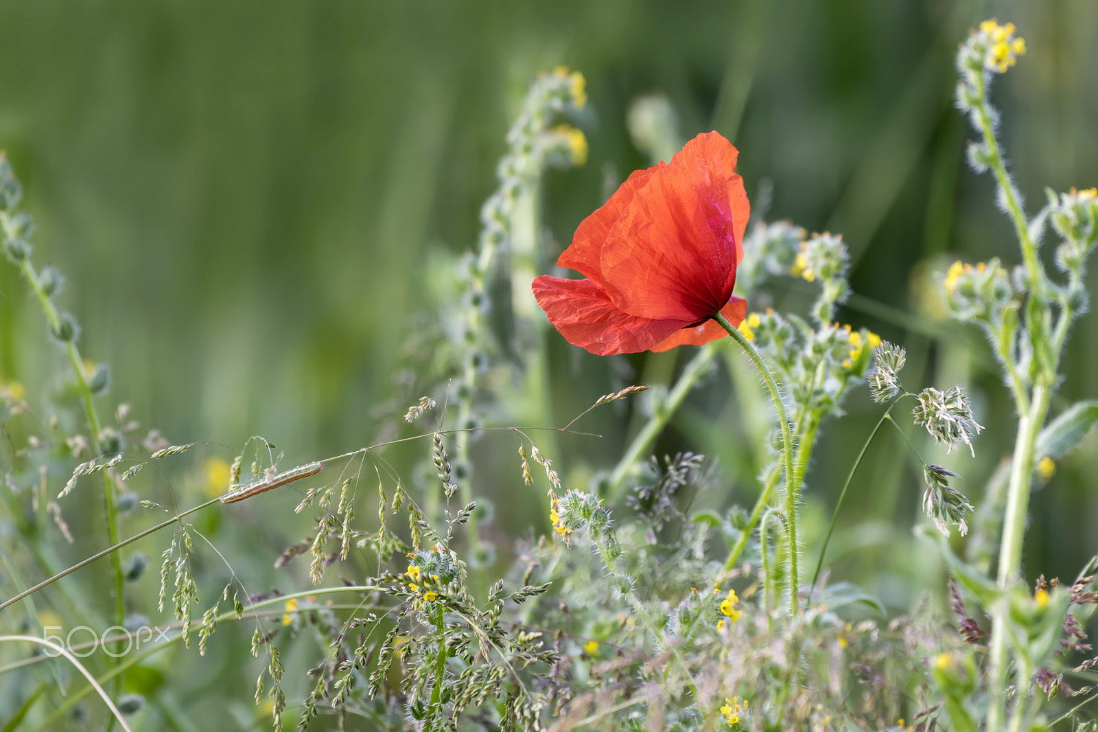 Nikon AF-S Nikkor 200-500mm F5.6E ED VR sample photo. Single wild poppy photography