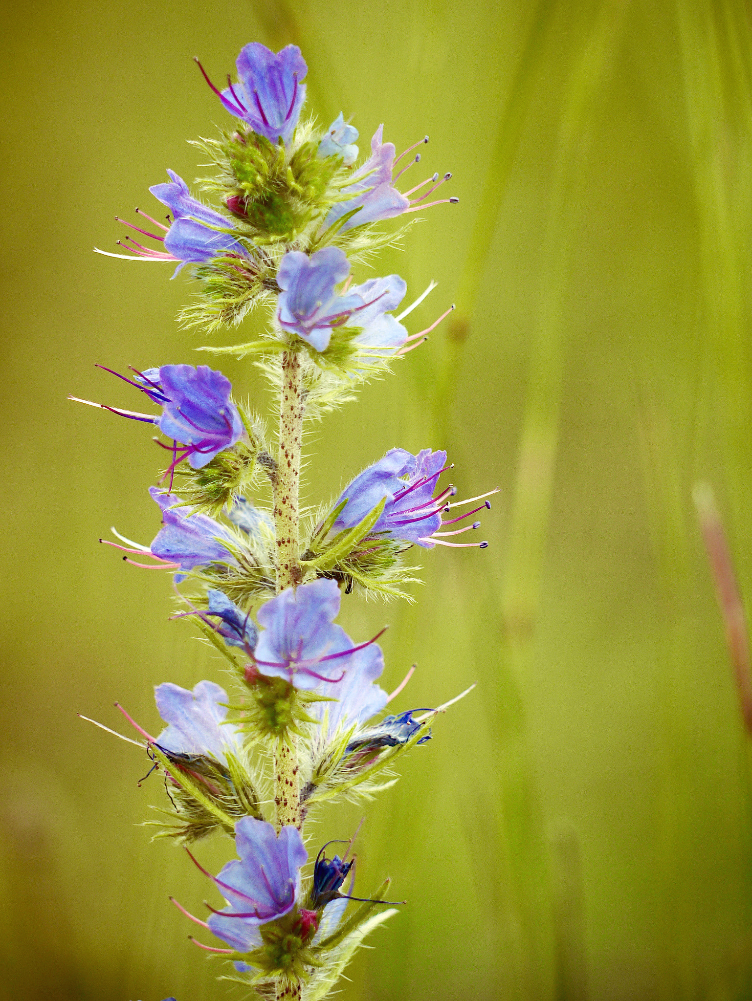 Panasonic Lumix G Vario 45-200mm F4-5.6 OIS sample photo. In the morning light photography