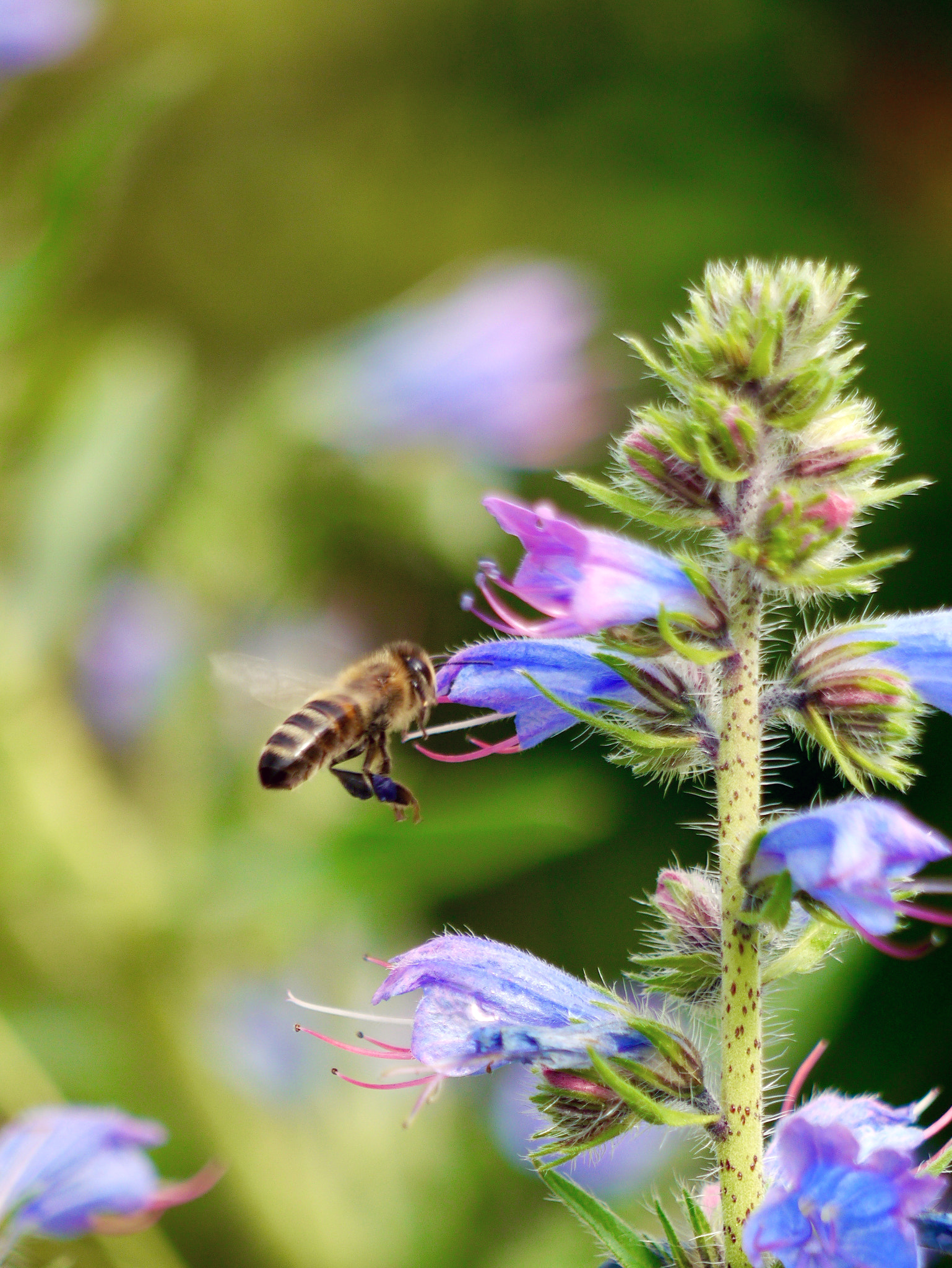 Panasonic Lumix G Vario 45-200mm F4-5.6 OIS sample photo. Little bee photography