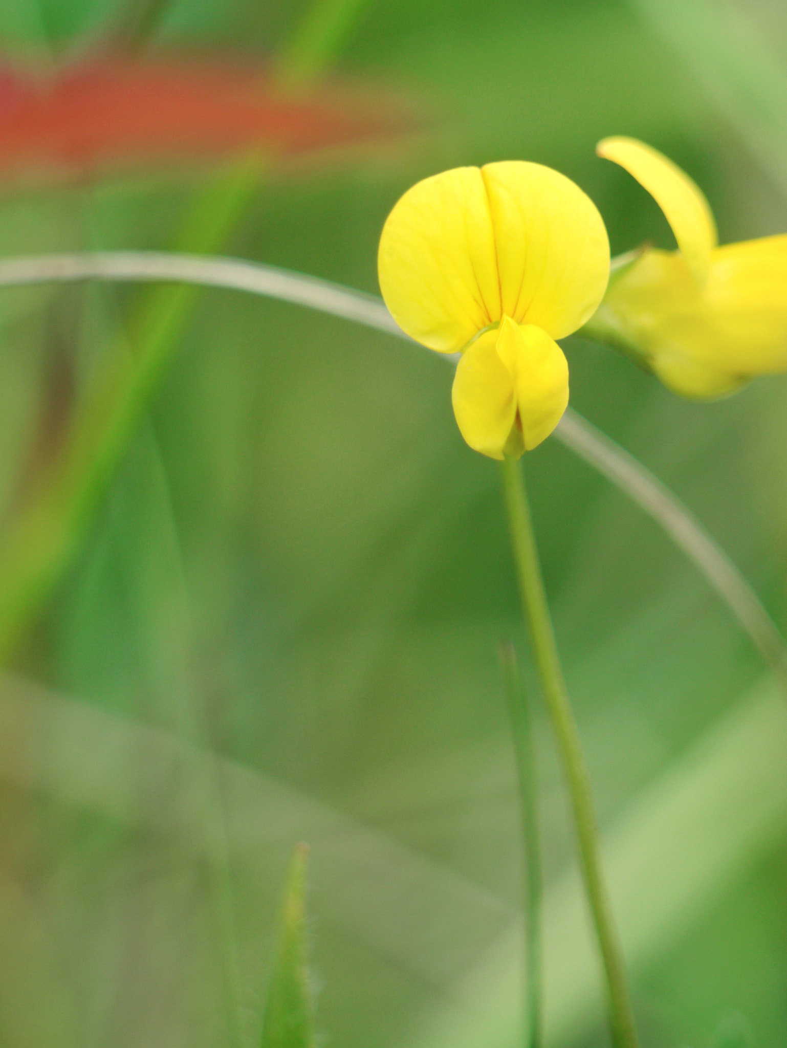 Panasonic Lumix G Vario 45-200mm F4-5.6 OIS sample photo. Little yellow one photography