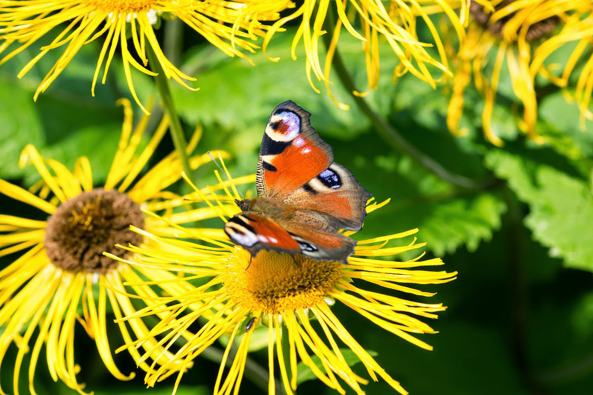 Sony SLT-A77 sample photo. Aglais io photography