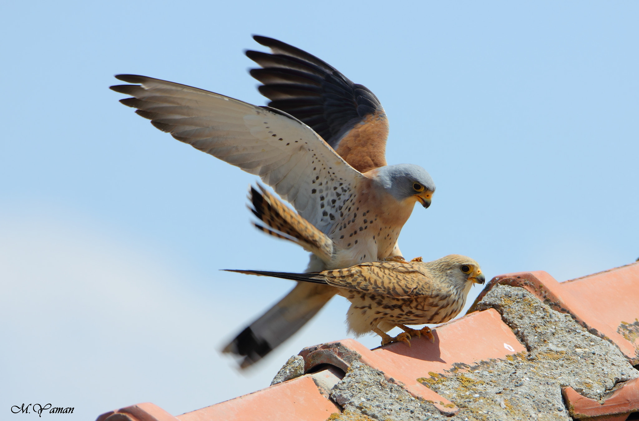 Tamron SP 150-600mm F5-6.3 Di VC USD sample photo. Küçük kerkenez - lesser kestrel photography