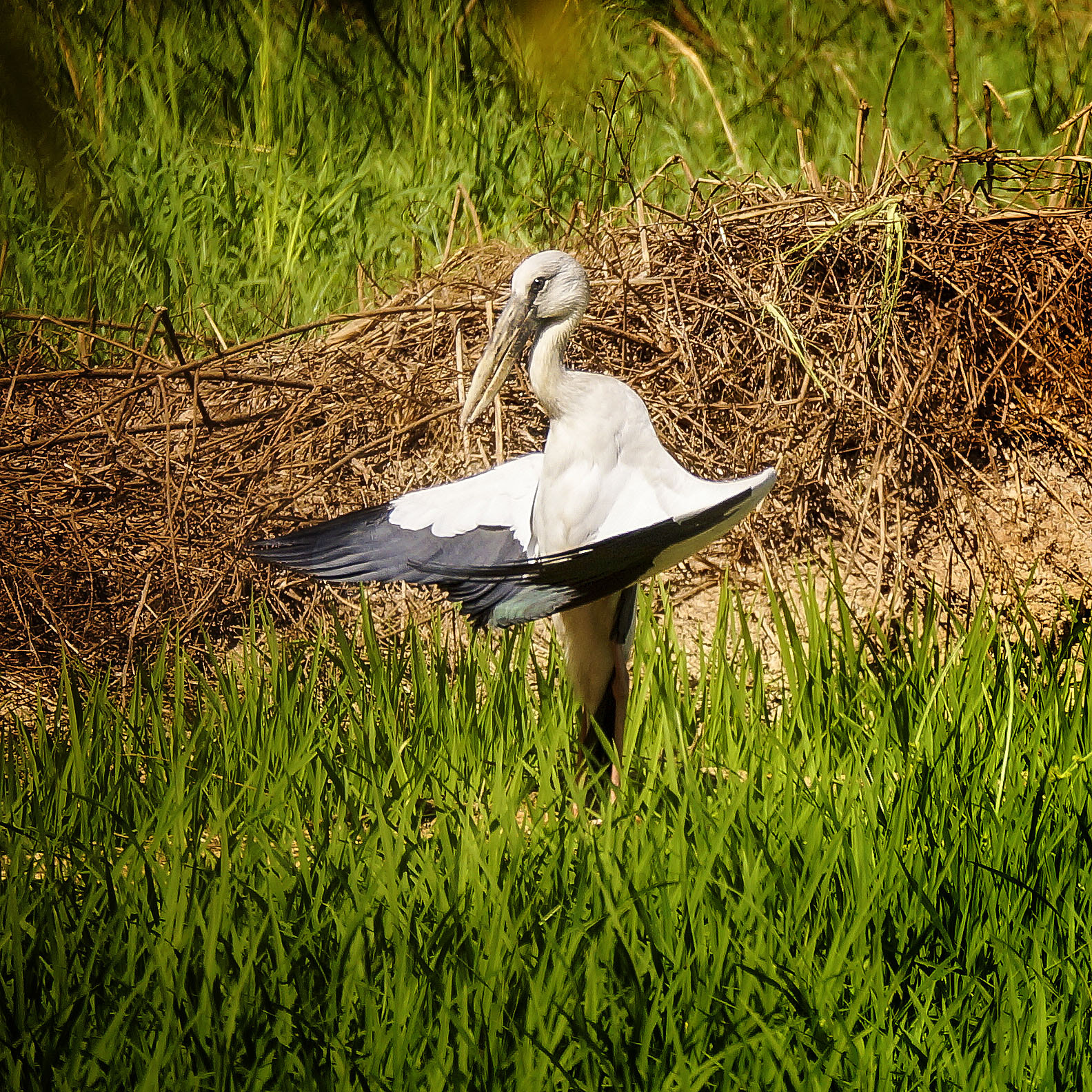 Sony 70-300mm F4.5-5.6 G SSM sample photo. Asian openbill stork photography