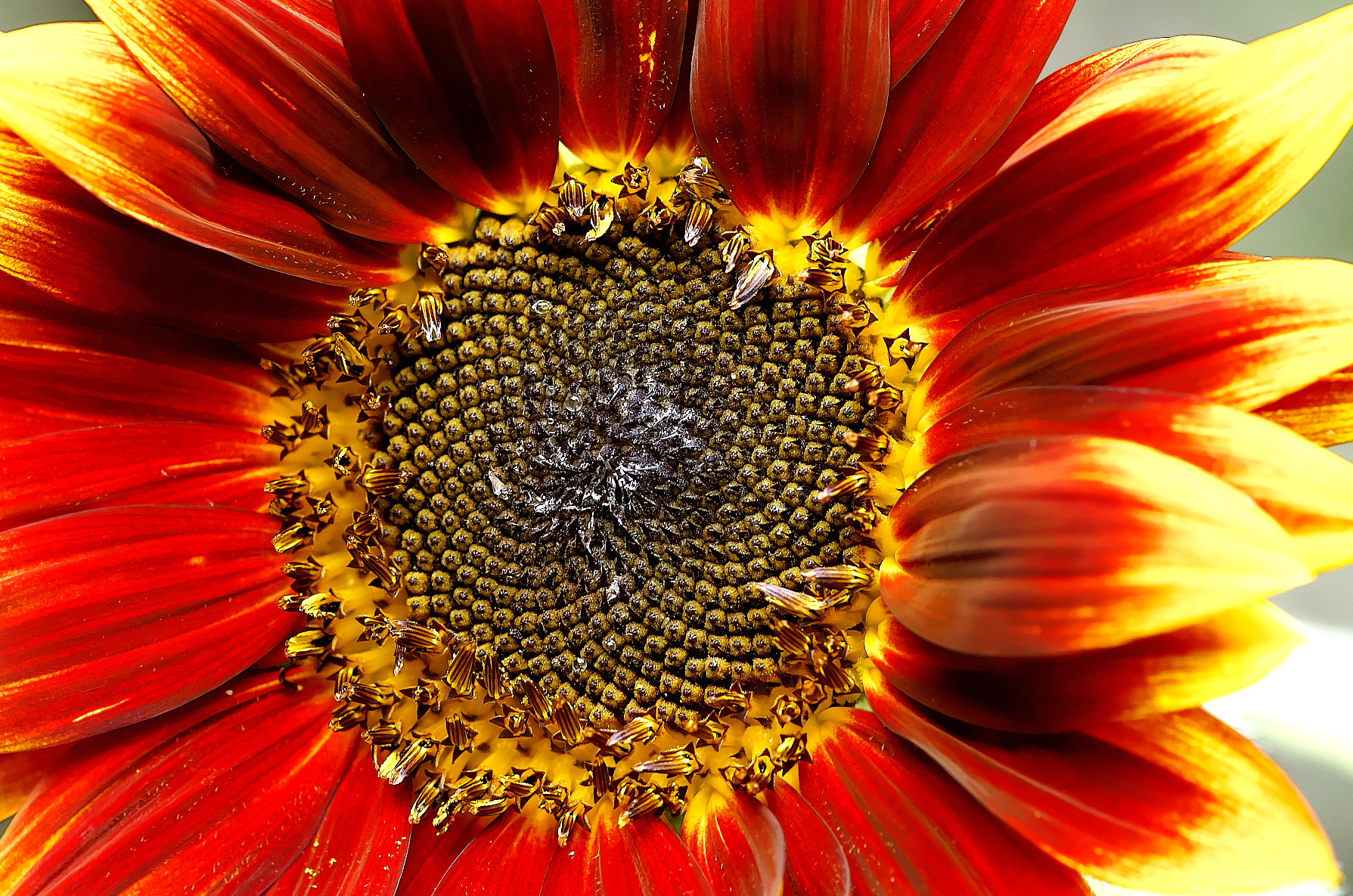 Pentax smc D-FA 100mm F2.8 Macro WR sample photo. Sunflower 2016 photography