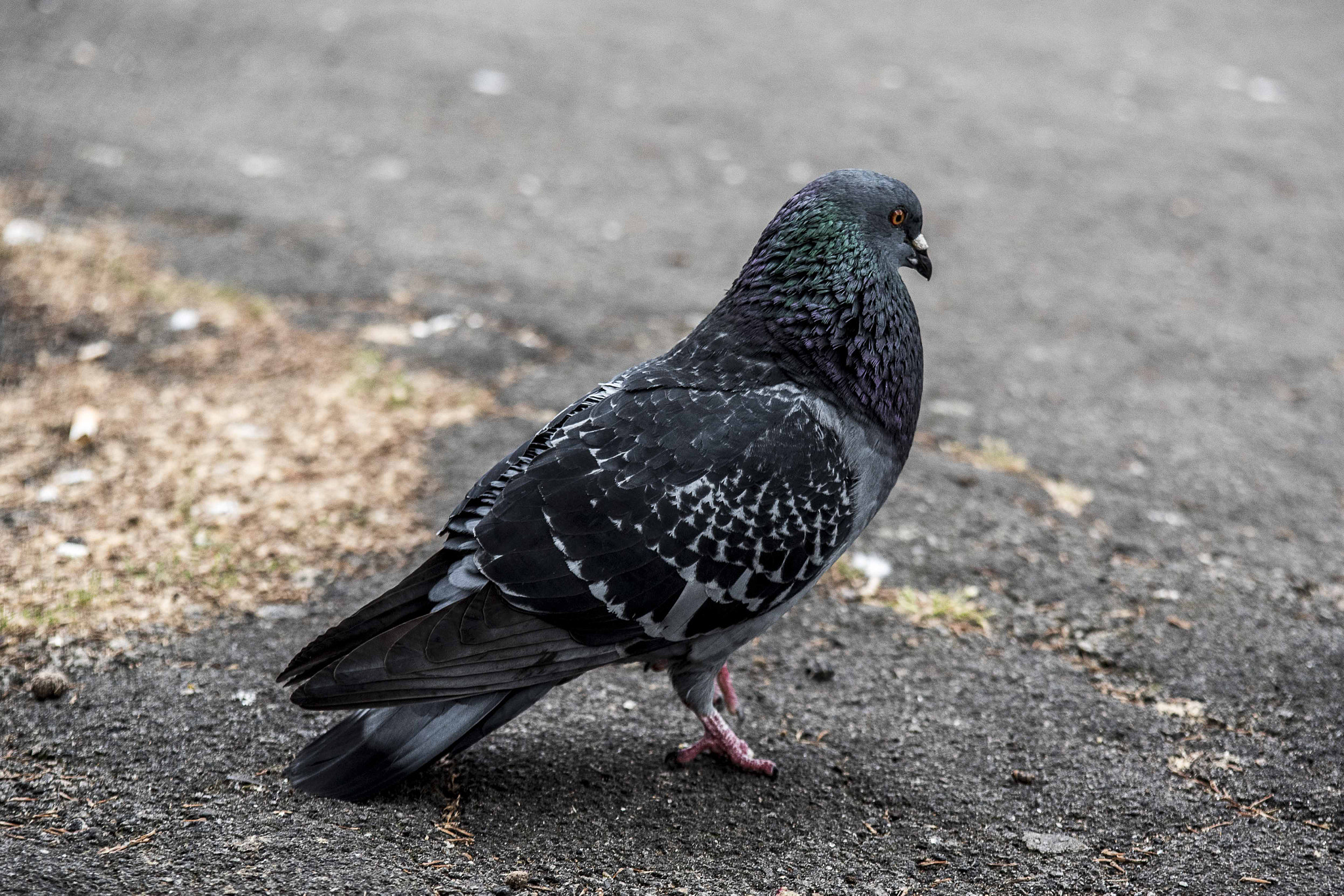 AF Zoom-Nikkor 35-105mm f/3.5-4.5 sample photo. Pigeon profile photography