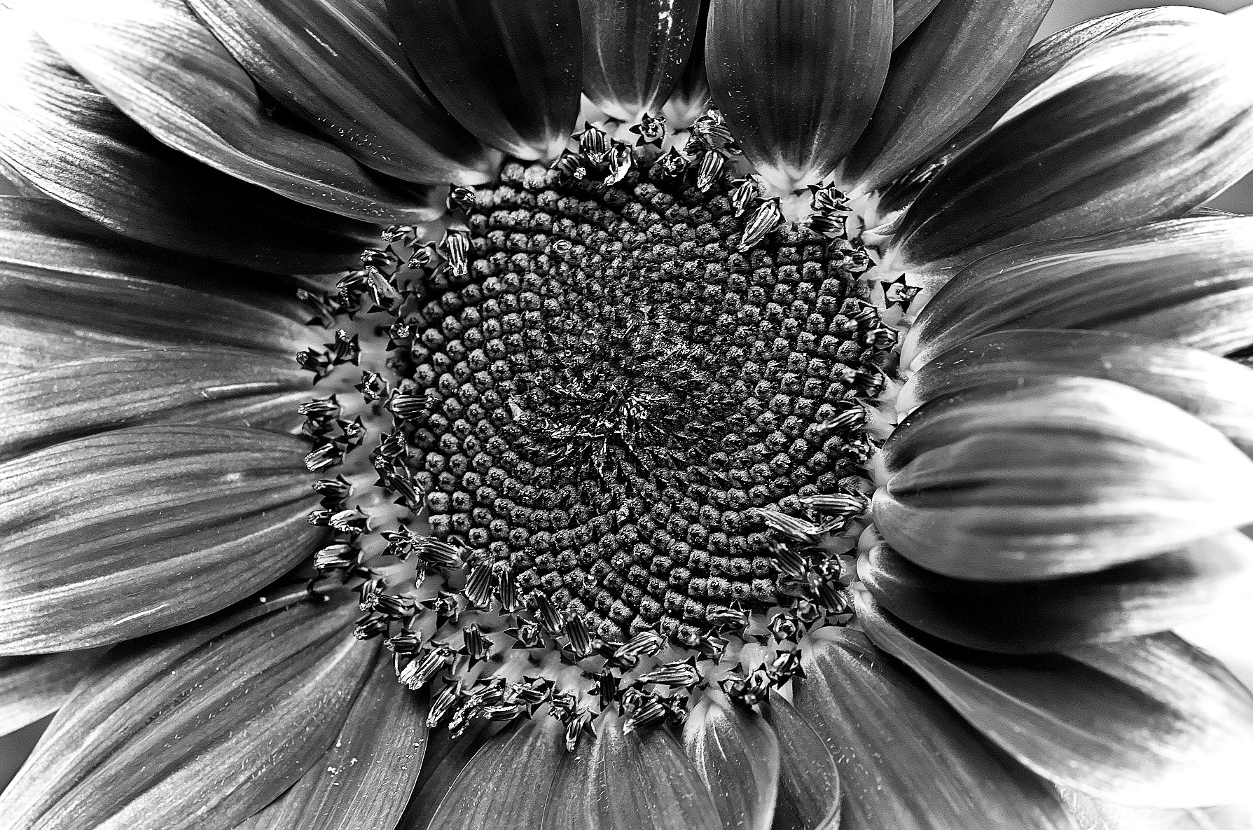 Pentax K-50 sample photo. Sunflower monochrome photography