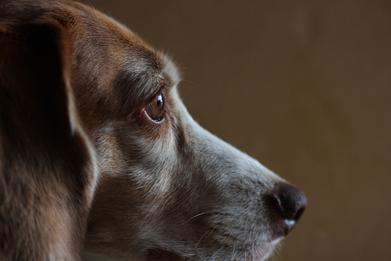Canon EF-S 60mm F2.8 Macro USM sample photo. My friend photography