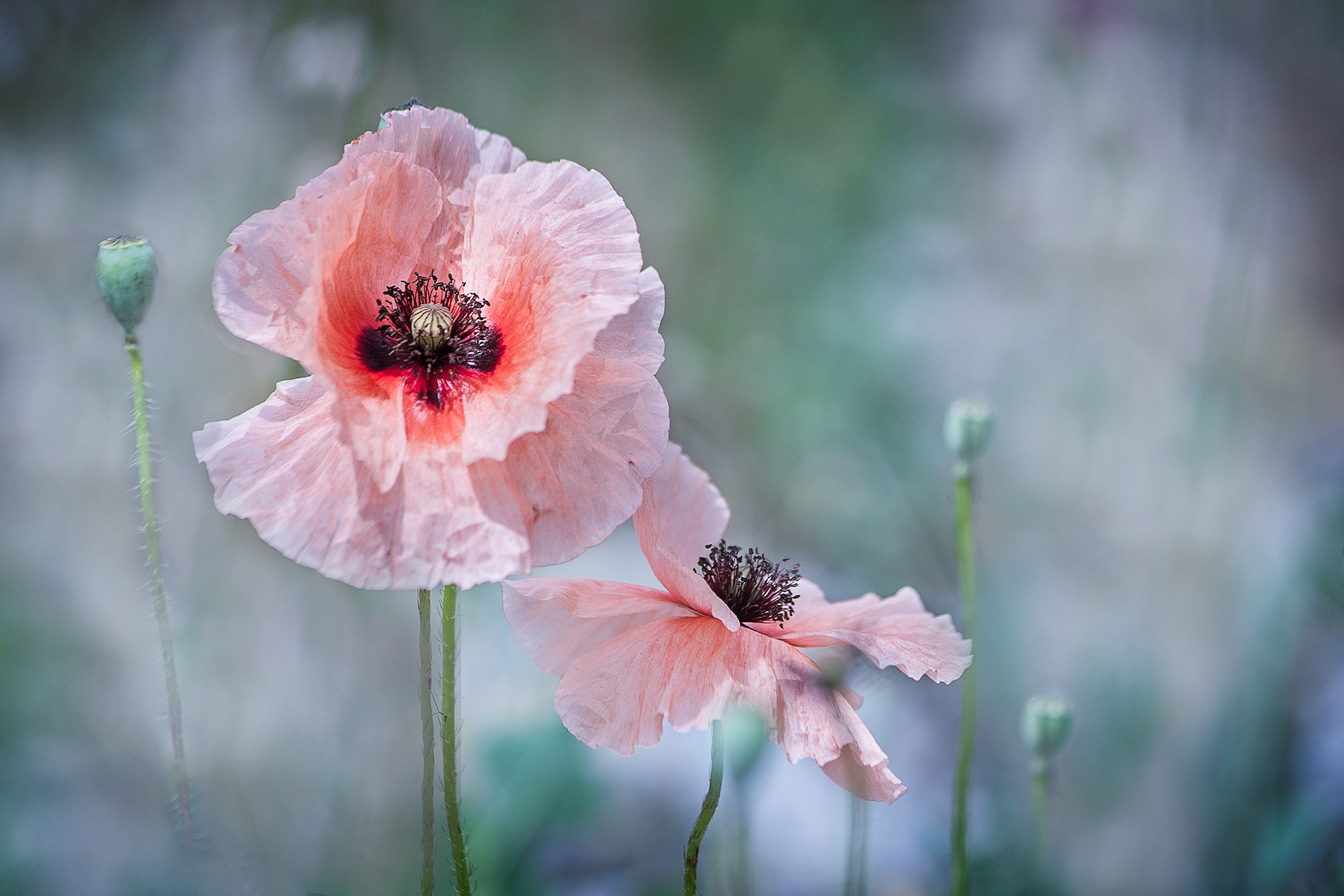 Canon EF 70-300mm F4-5.6 IS USM sample photo. Leicht & luftig photography