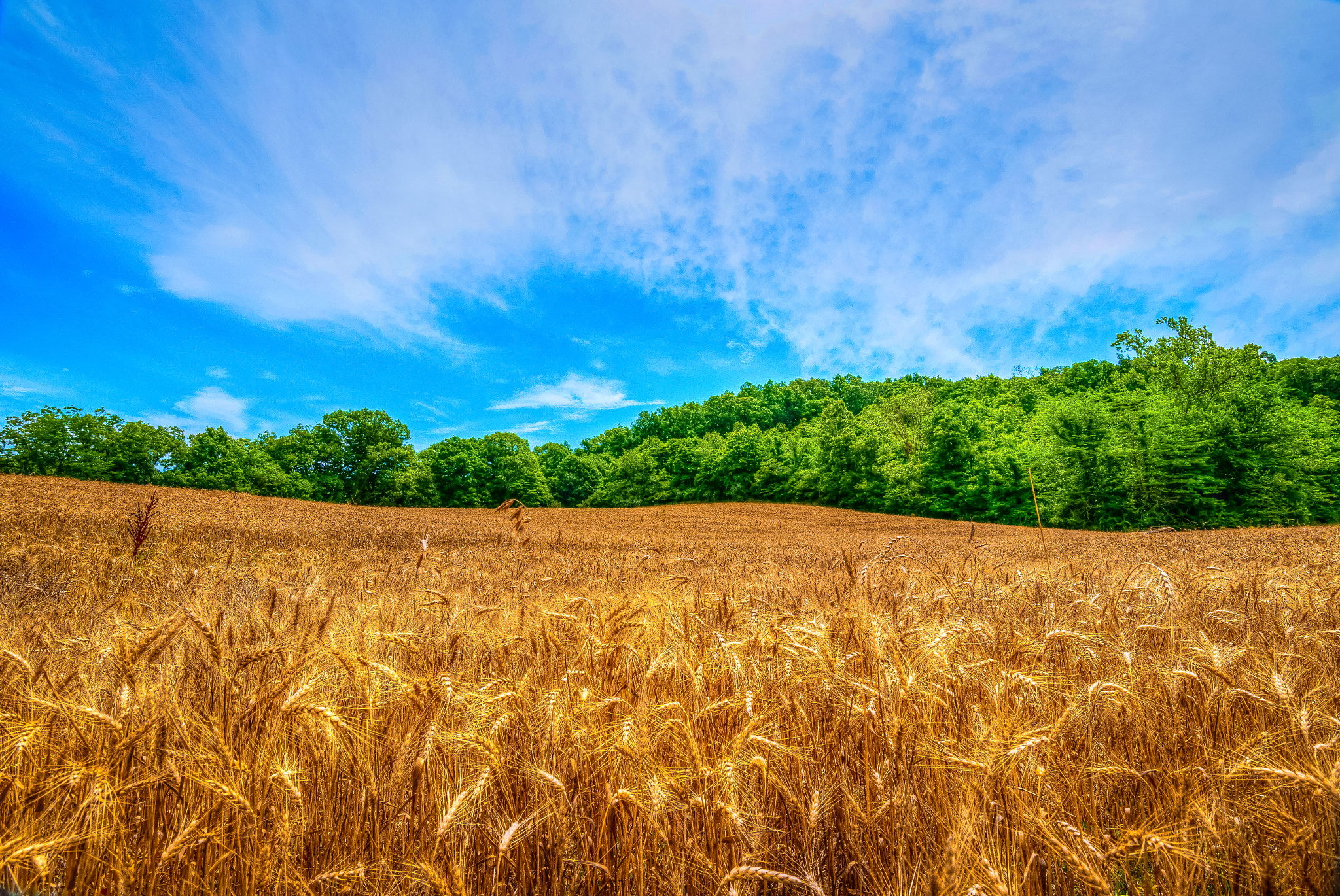 Tokina AT-X 11-20mm F2.8 PRO DX sample photo. Summer wheat field photography