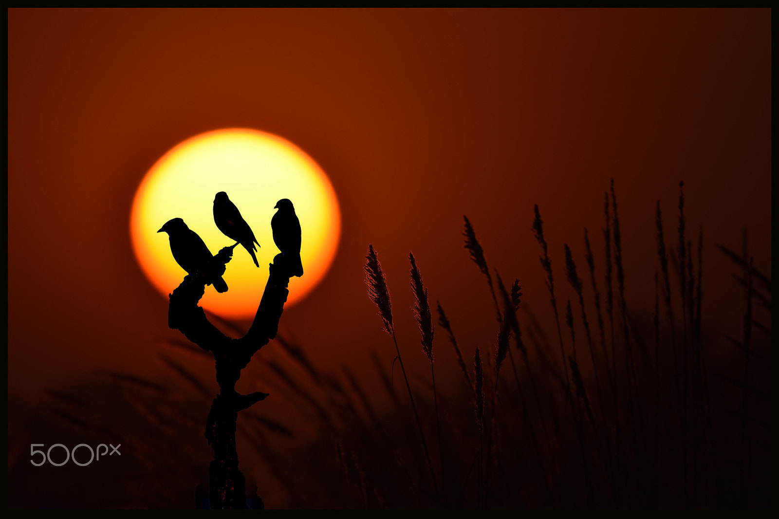 Nikon AF-S Nikkor 600mm F4E FL ED VR sample photo. The dying sun photography