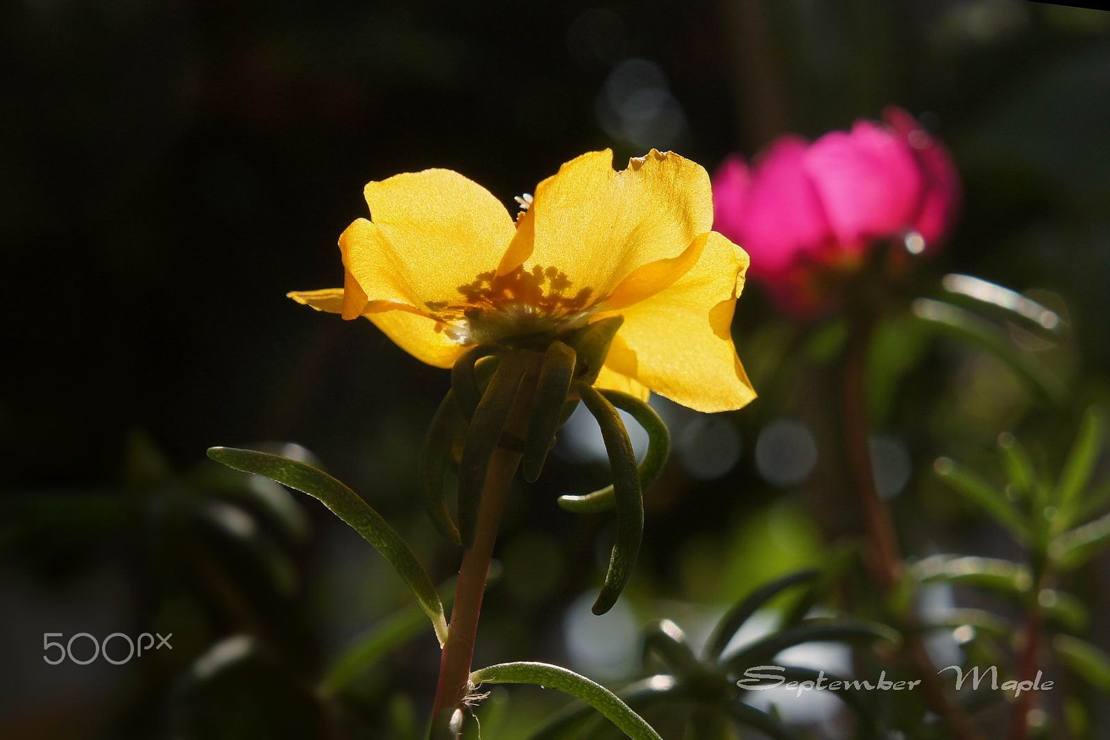 Sony NEX-5C sample photo. 马齿笕 1 photography