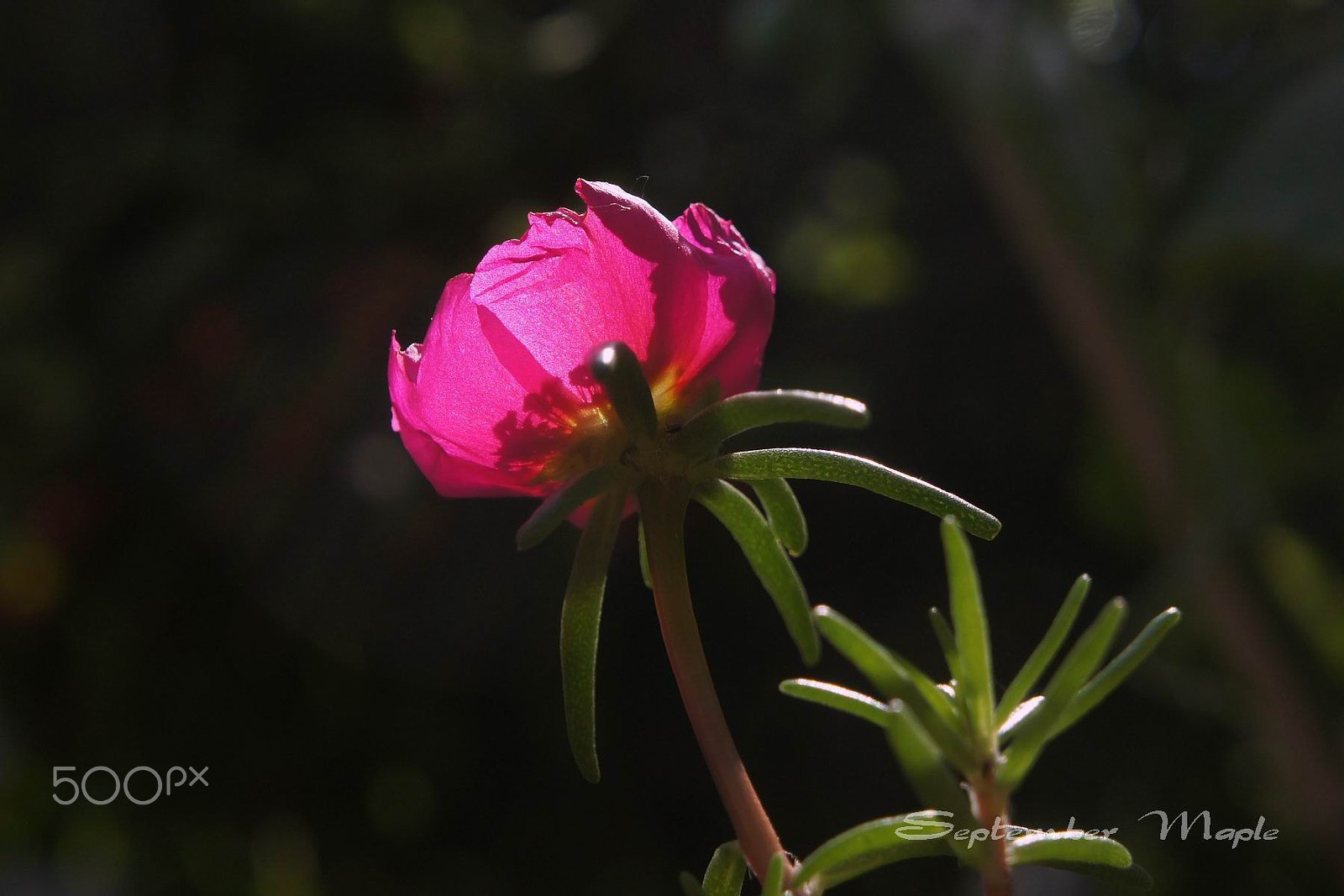 Sony NEX-5C sample photo. 马齿笕 2 photography