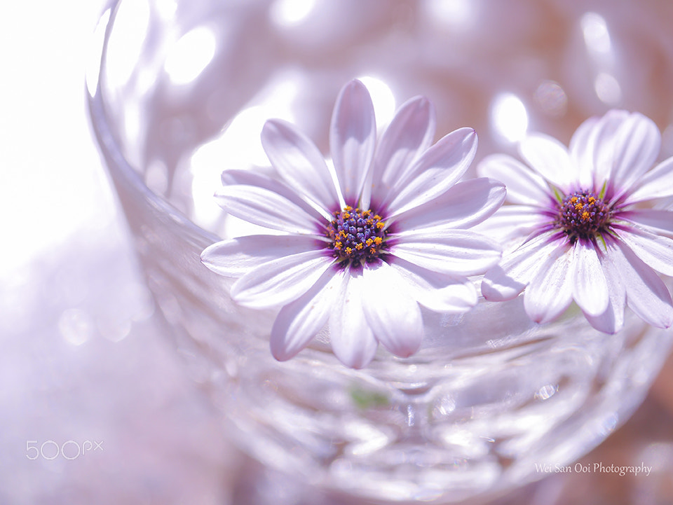 Panasonic Leica DG Macro-Elmarit 45mm F2.8 ASPH OIS sample photo. African daisy 02 photography