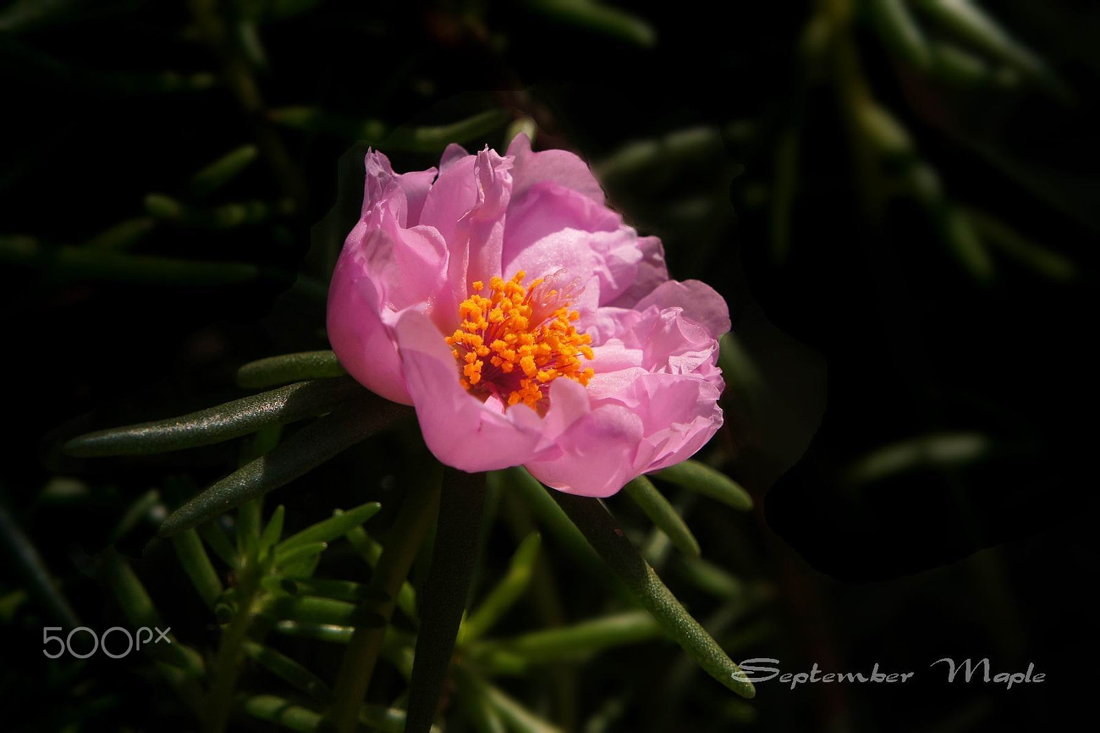 Sony NEX-5C sample photo. 马齿笕 3 photography