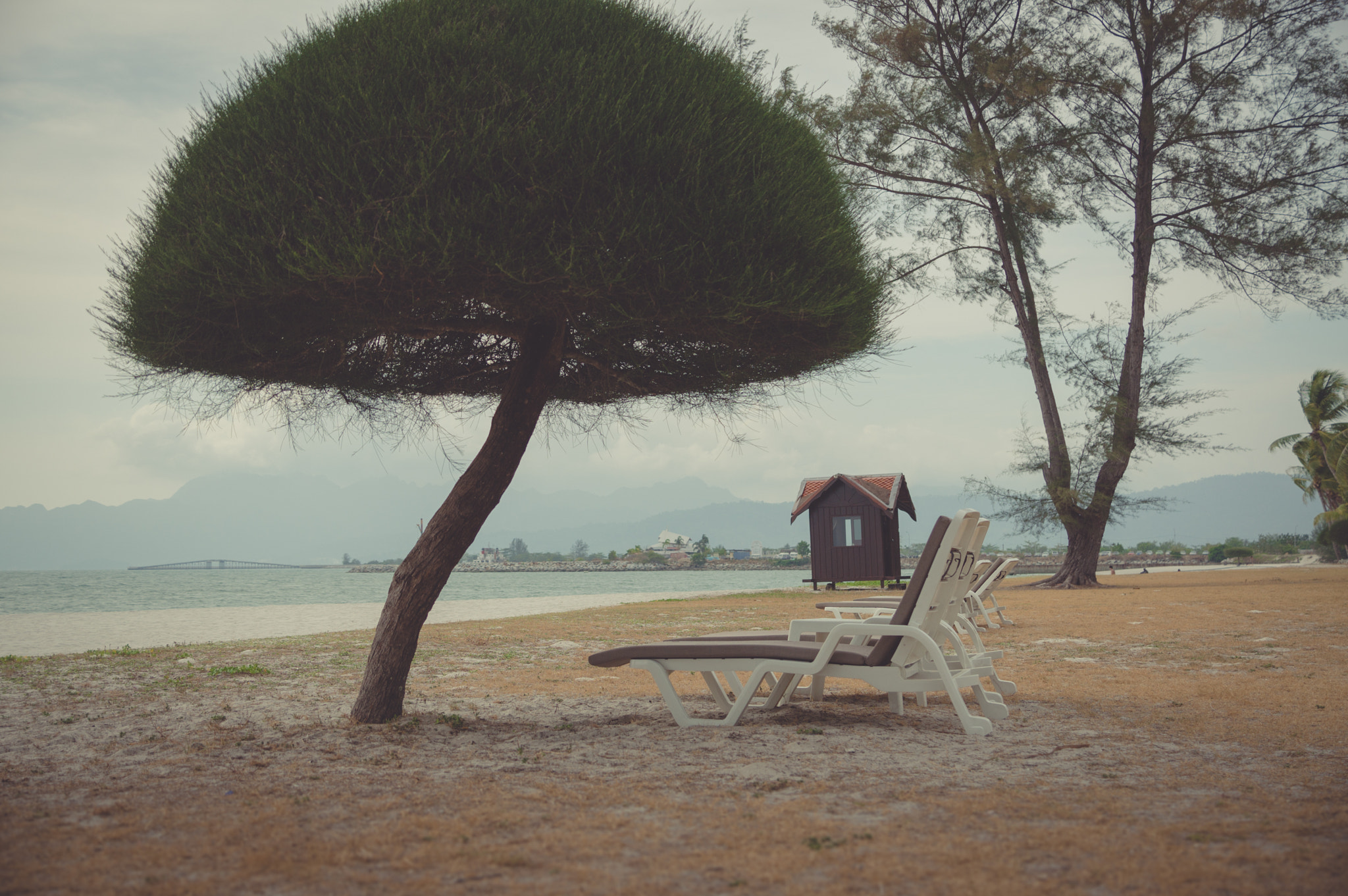 Sony Alpha NEX-6 + Sony DT 16-50mm F2.8 SSM sample photo. Mushroom tree photography