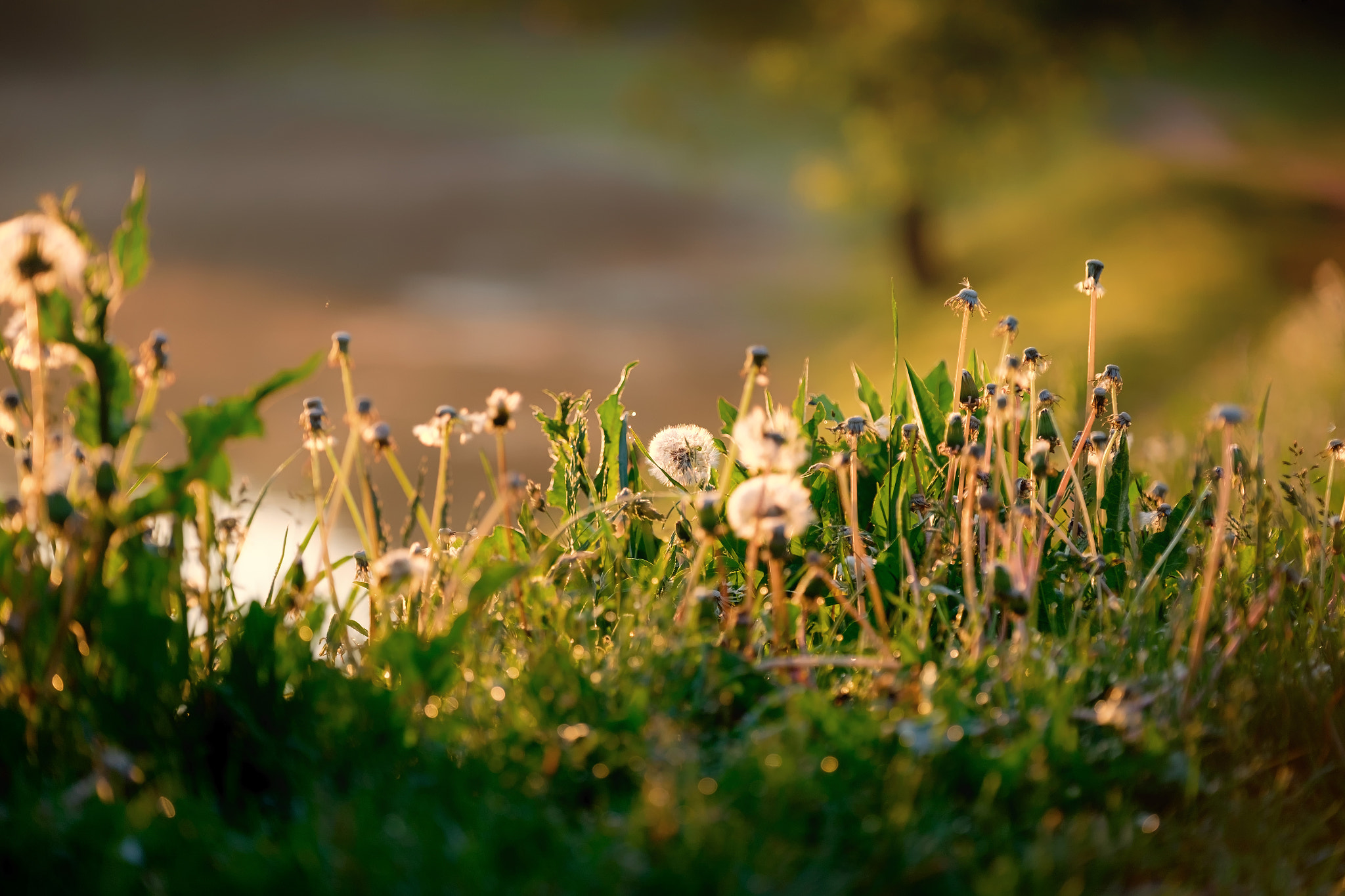 Fujifilm X-T10 + Fujifilm XF 50-140mm F2.8 R LM OIS WR sample photo. Dandelion morning photography