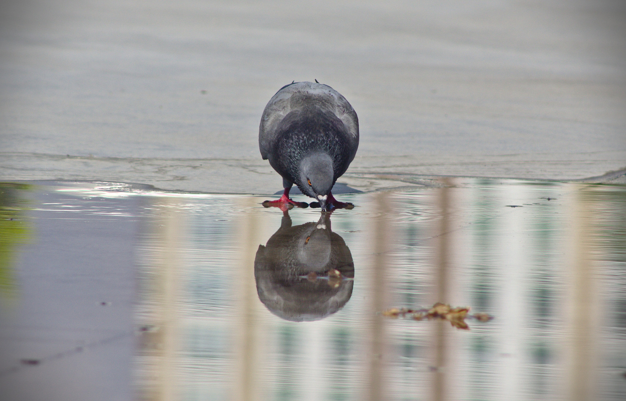 Canon EF 75-300mm f/4-5.6 USM sample photo. Mirror photography