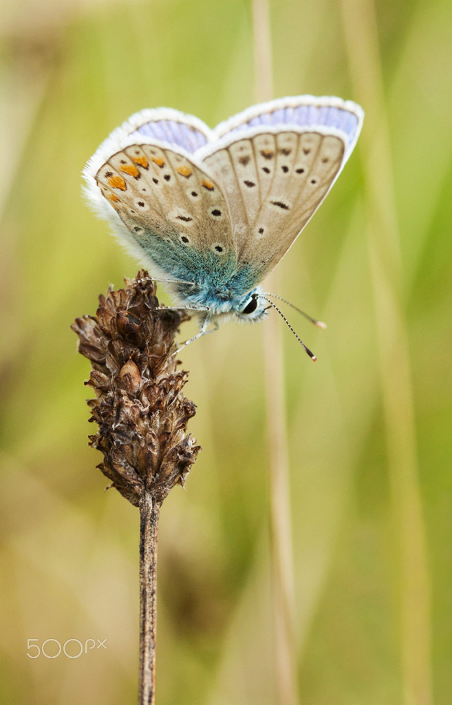 Canon EF-S 60mm F2.8 Macro USM sample photo. Common blue butterly photography