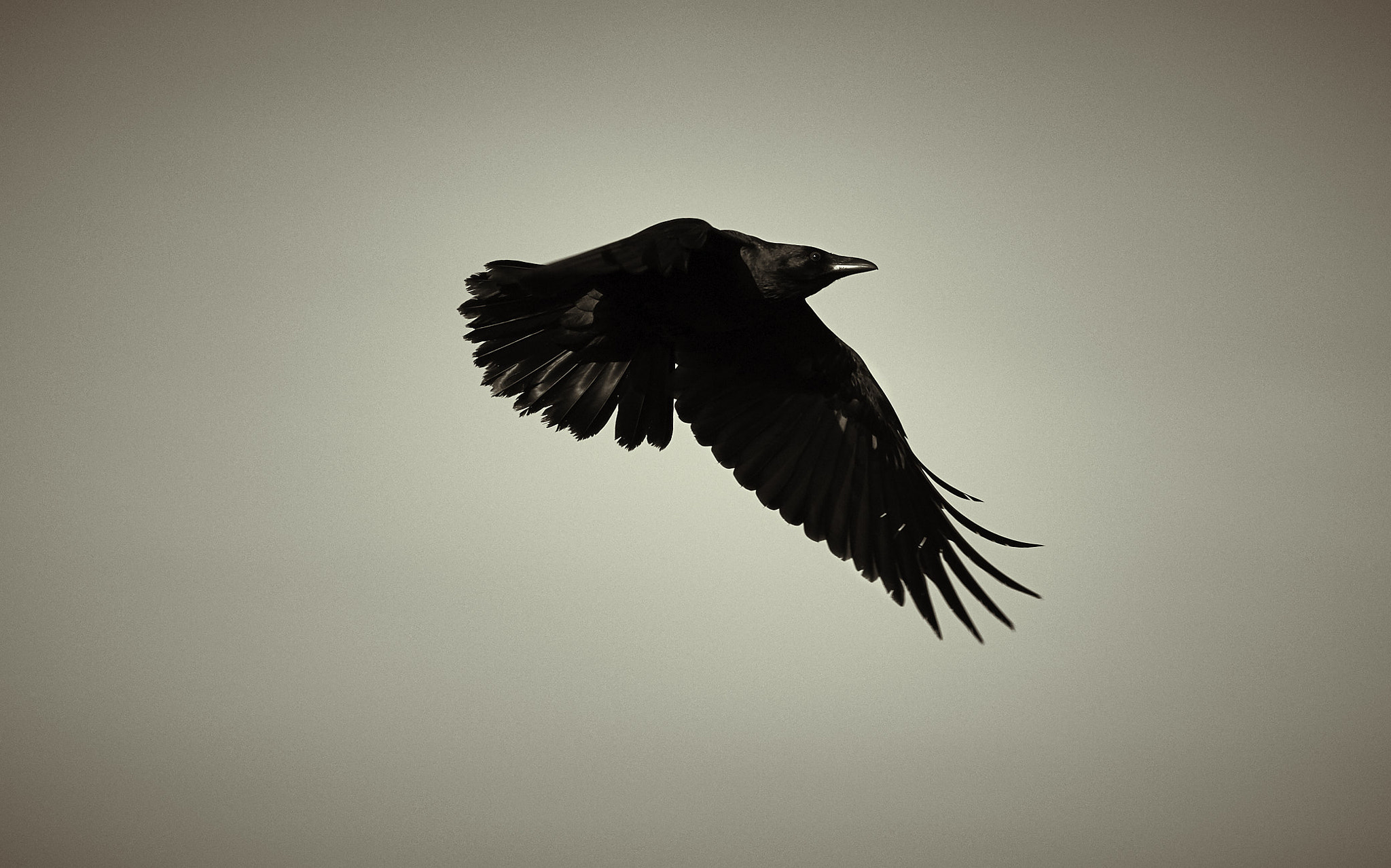 Canon EF 70-300mm F4-5.6L IS USM sample photo. Crow in flight photography
