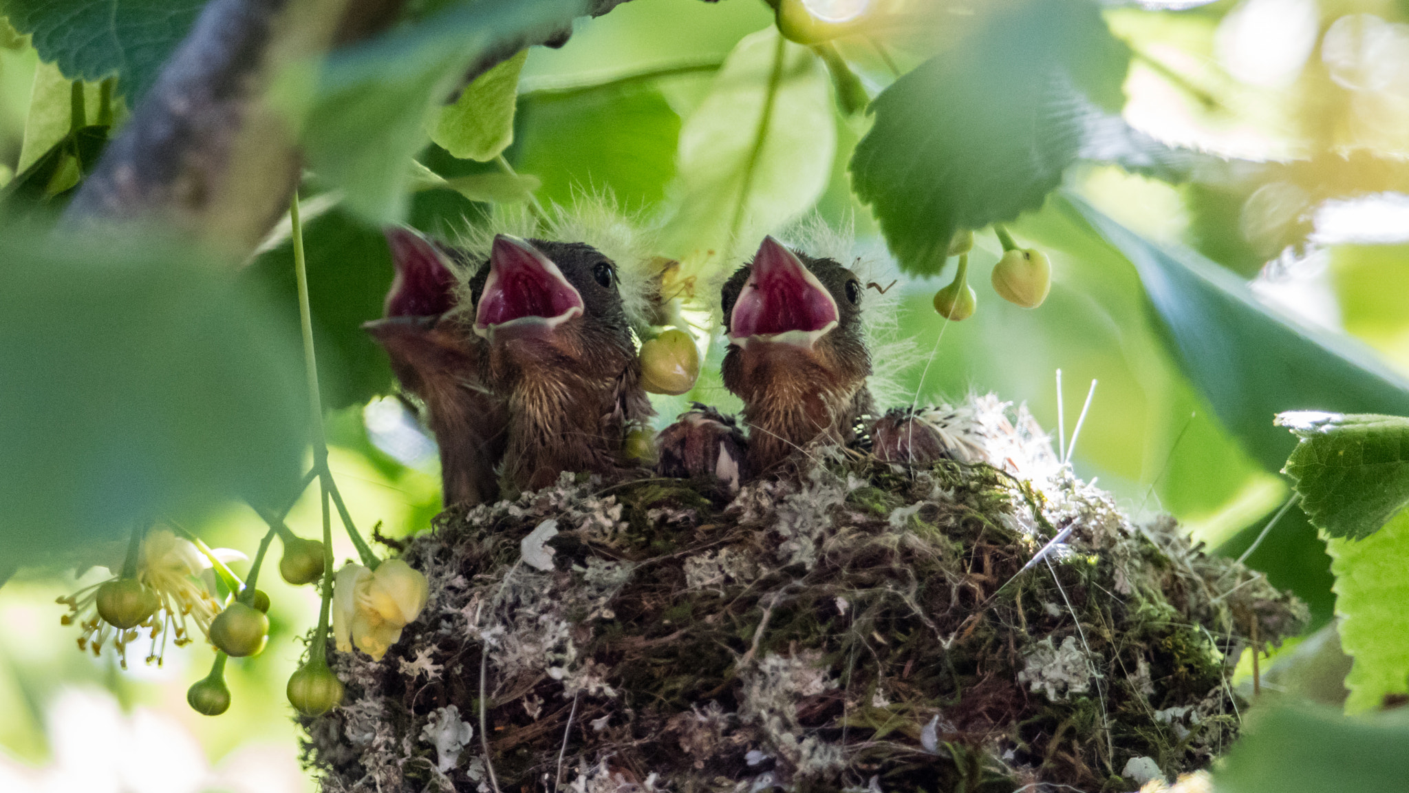 Canon EOS 5DS R + Canon EF 300mm F2.8L IS II USM sample photo. Hungry photography