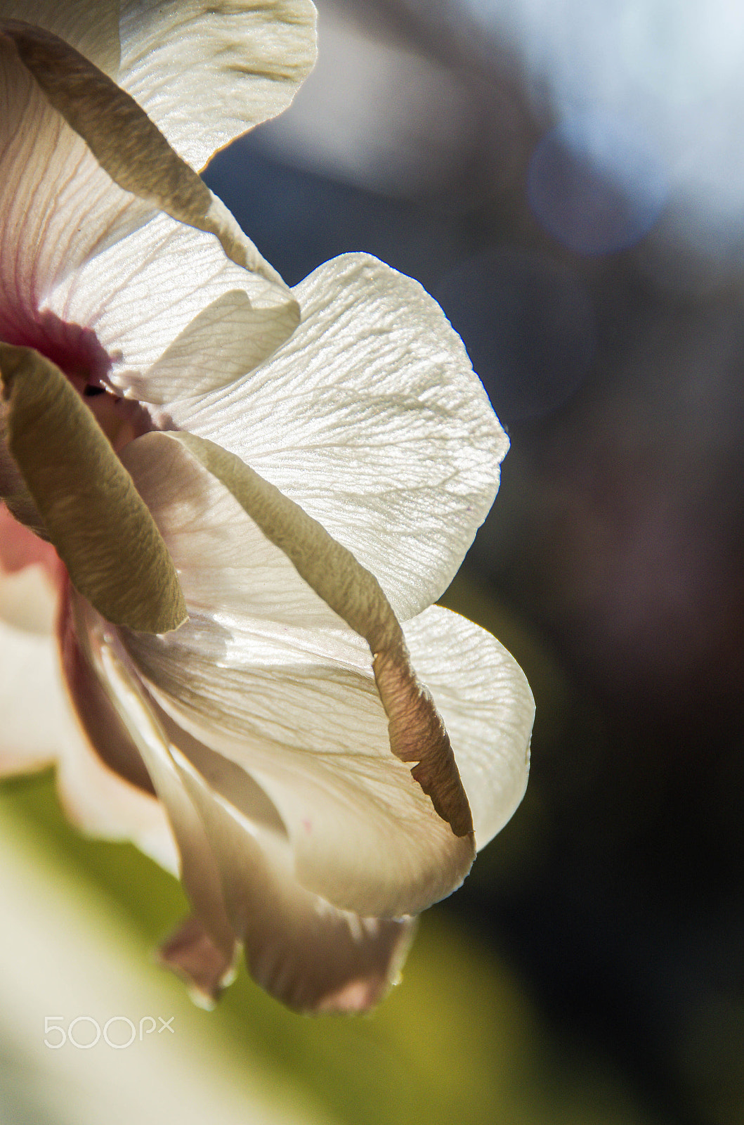Tamron AF 18-200mm F3.5-6.3 XR Di II LD Aspherical (IF) Macro sample photo. Birthday flowers photography