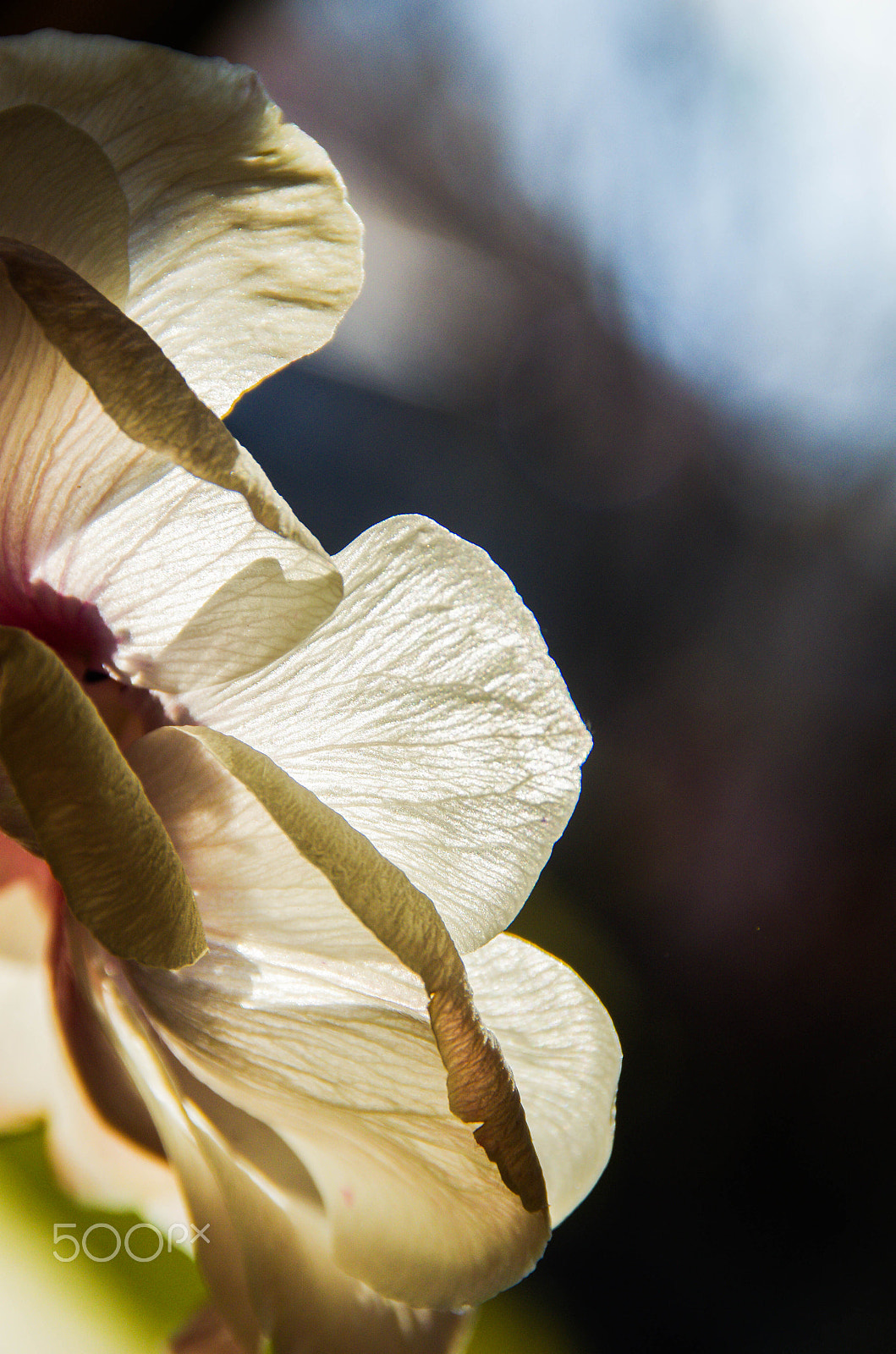 Tamron AF 18-200mm F3.5-6.3 XR Di II LD Aspherical (IF) Macro sample photo. White poppy photography