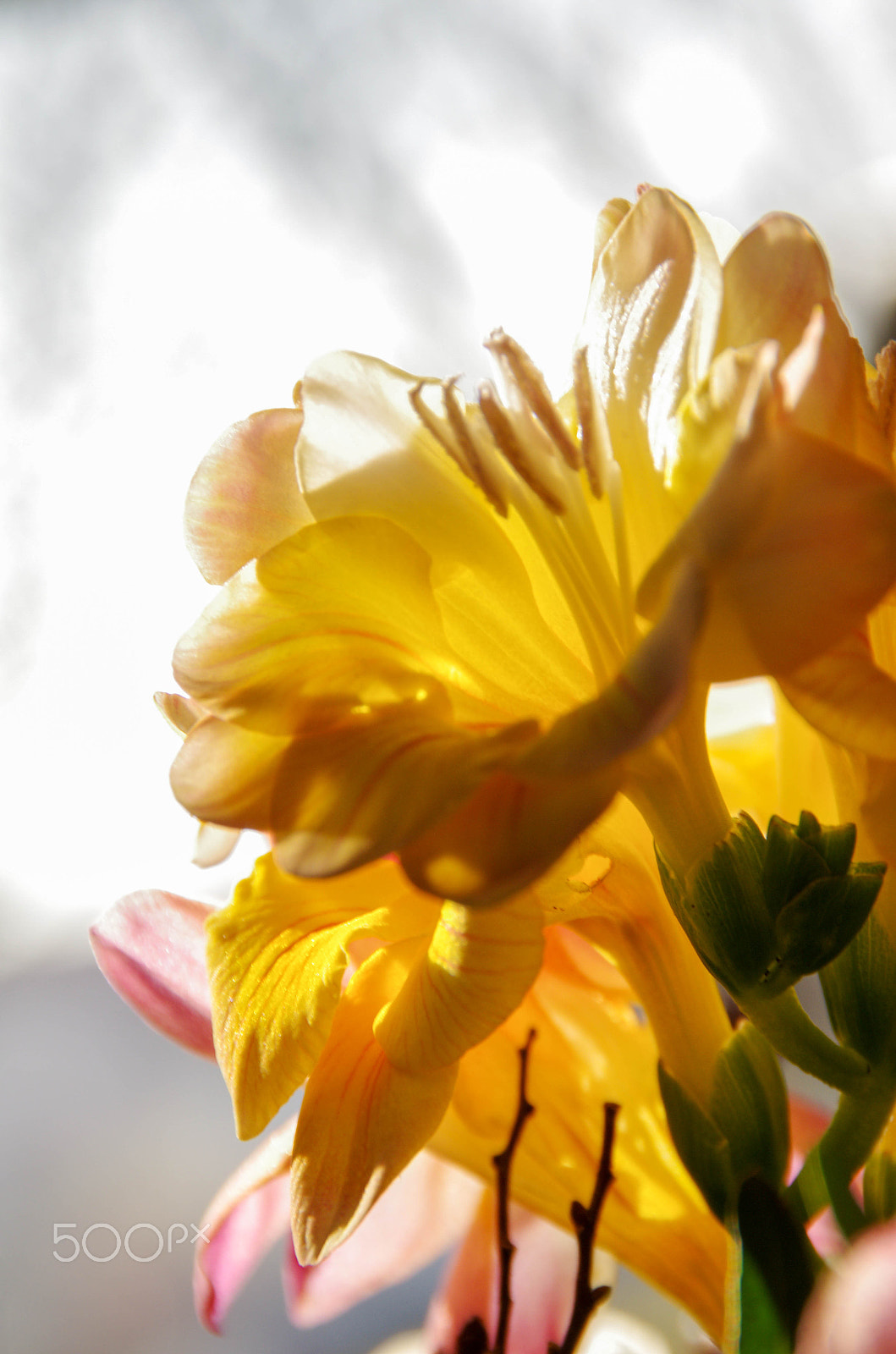 Tamron AF 18-200mm F3.5-6.3 XR Di II LD Aspherical (IF) Macro sample photo. Spring flower photography