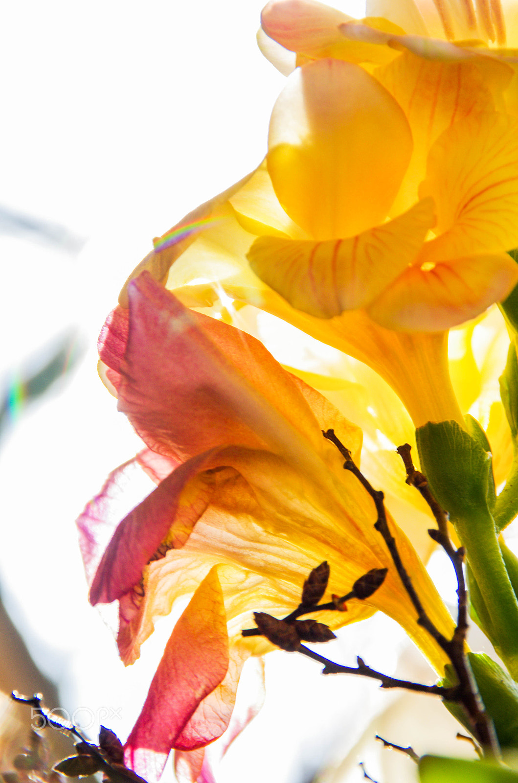 Tamron AF 18-200mm F3.5-6.3 XR Di II LD Aspherical (IF) Macro sample photo. Light flower photography