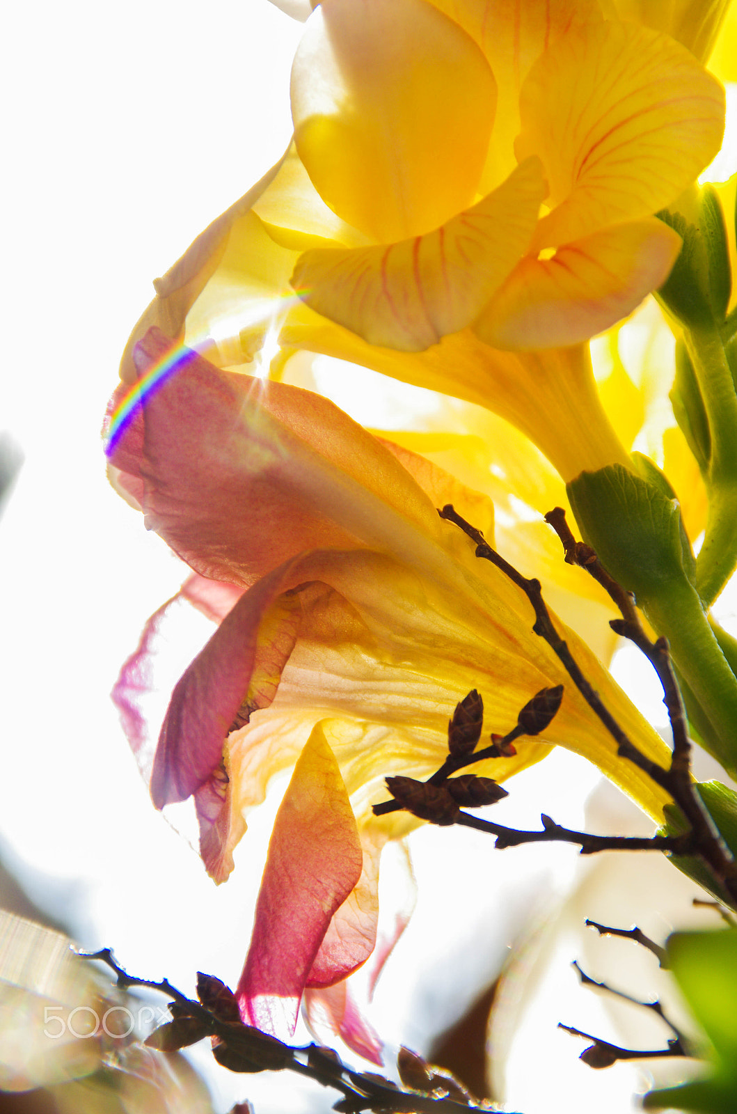 Tamron AF 18-200mm F3.5-6.3 XR Di II LD Aspherical (IF) Macro sample photo. Spring flower ii photography